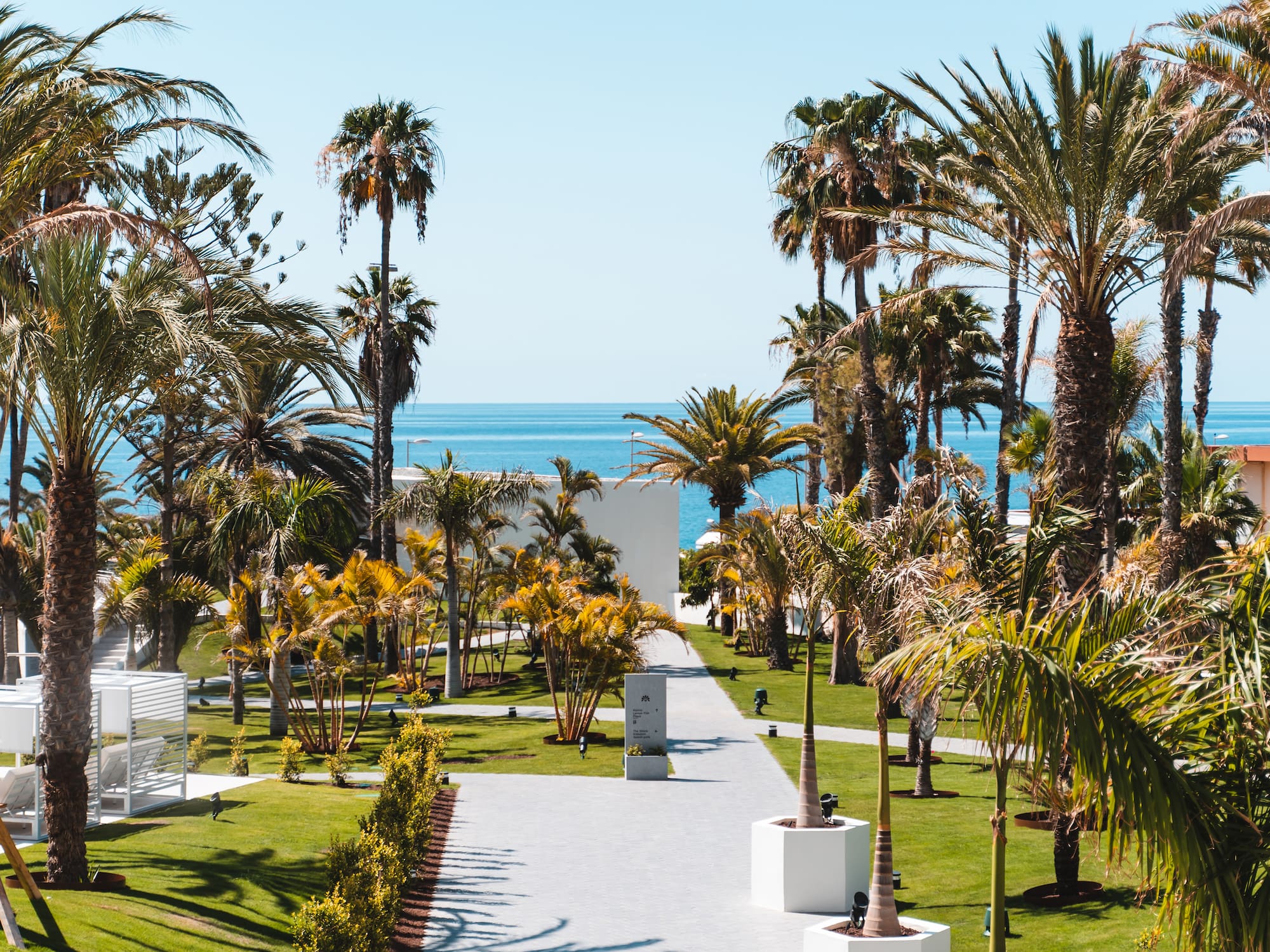 a palm trees and a walkway by the ocean