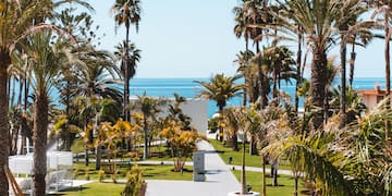 a palm trees and a walkway by the ocean