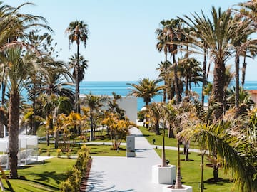 a palm trees and a walkway by the ocean