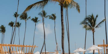 a beach with palm trees and a beach chair