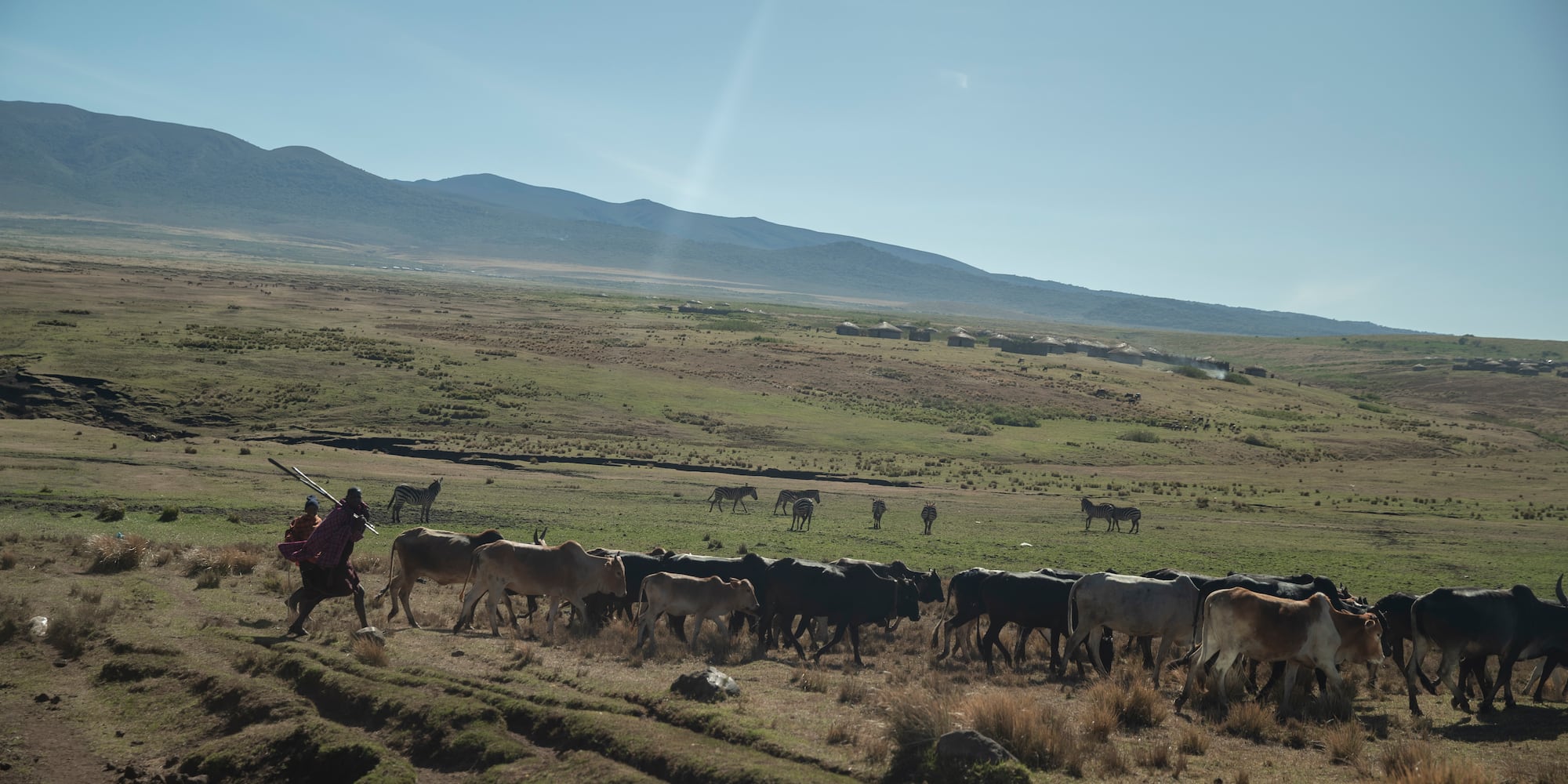 a man with a herd of cattle