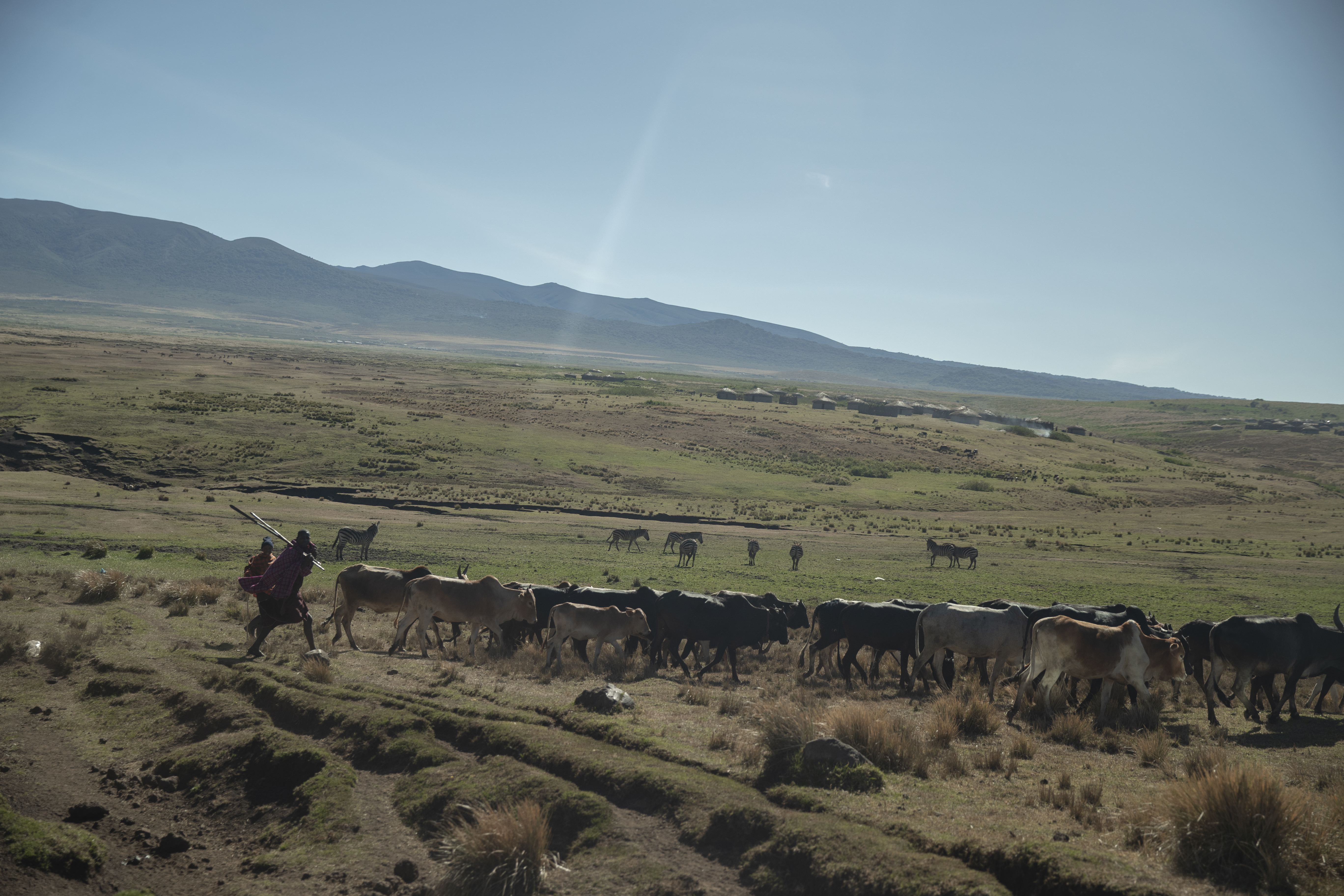 a man with a herd of cattle
