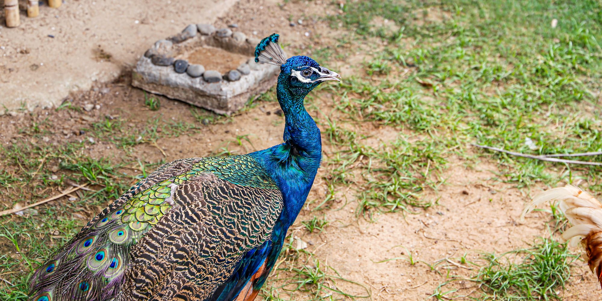 a peacock standing on the ground