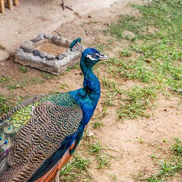 a peacock standing on the ground