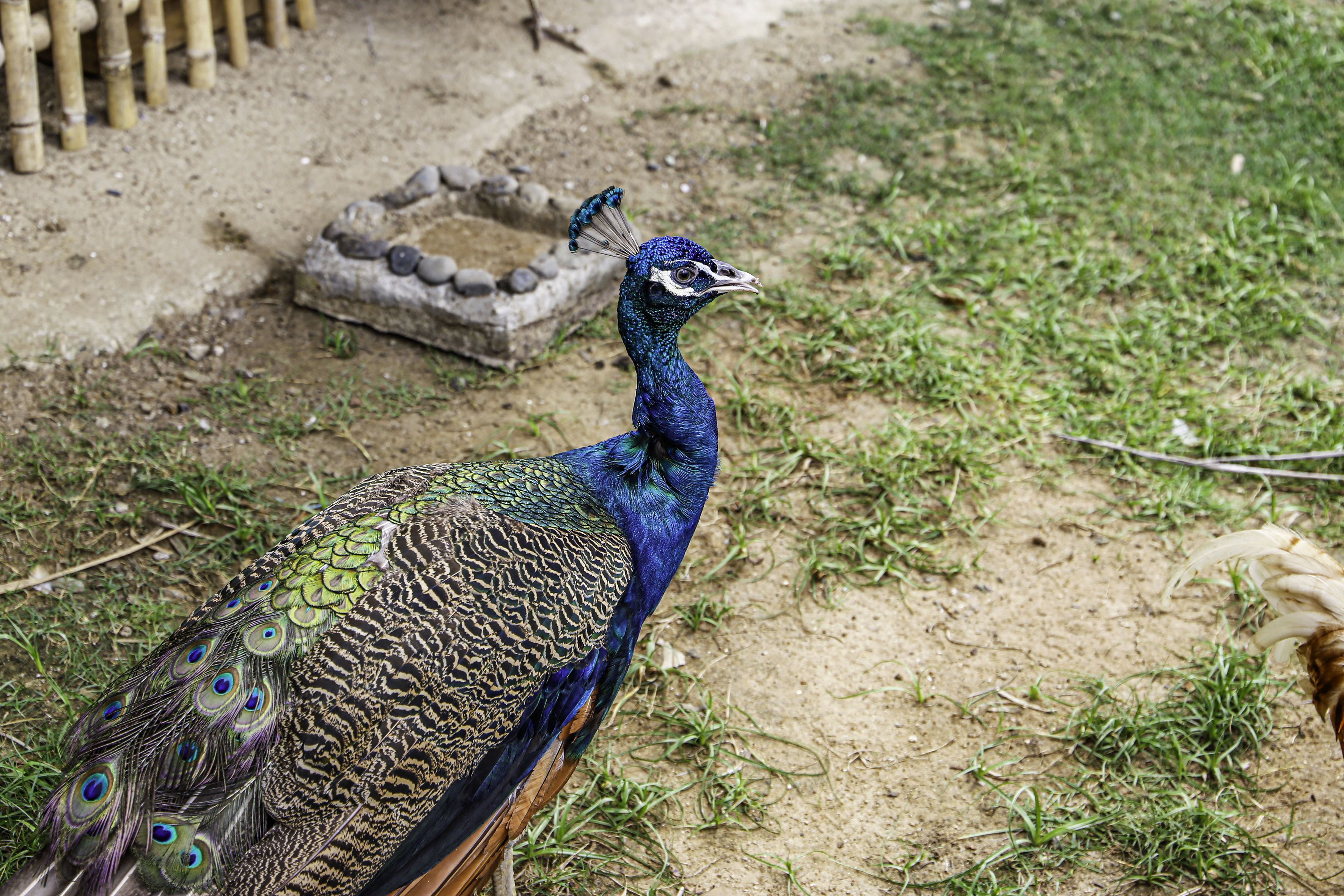 Peacock with blue head, iridescent body feathers, and crest on sandy ground.