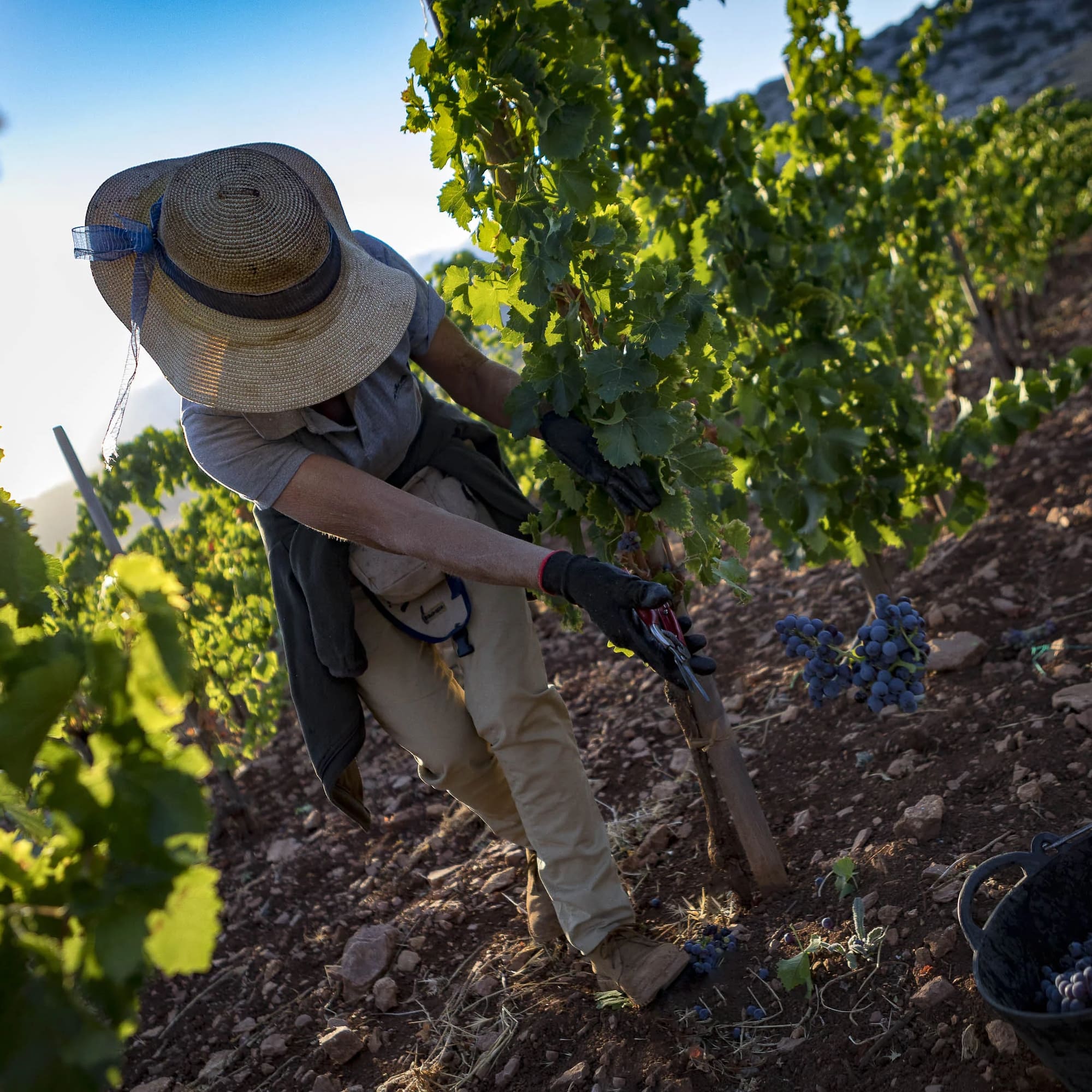 a person in a hat working in a vineyard