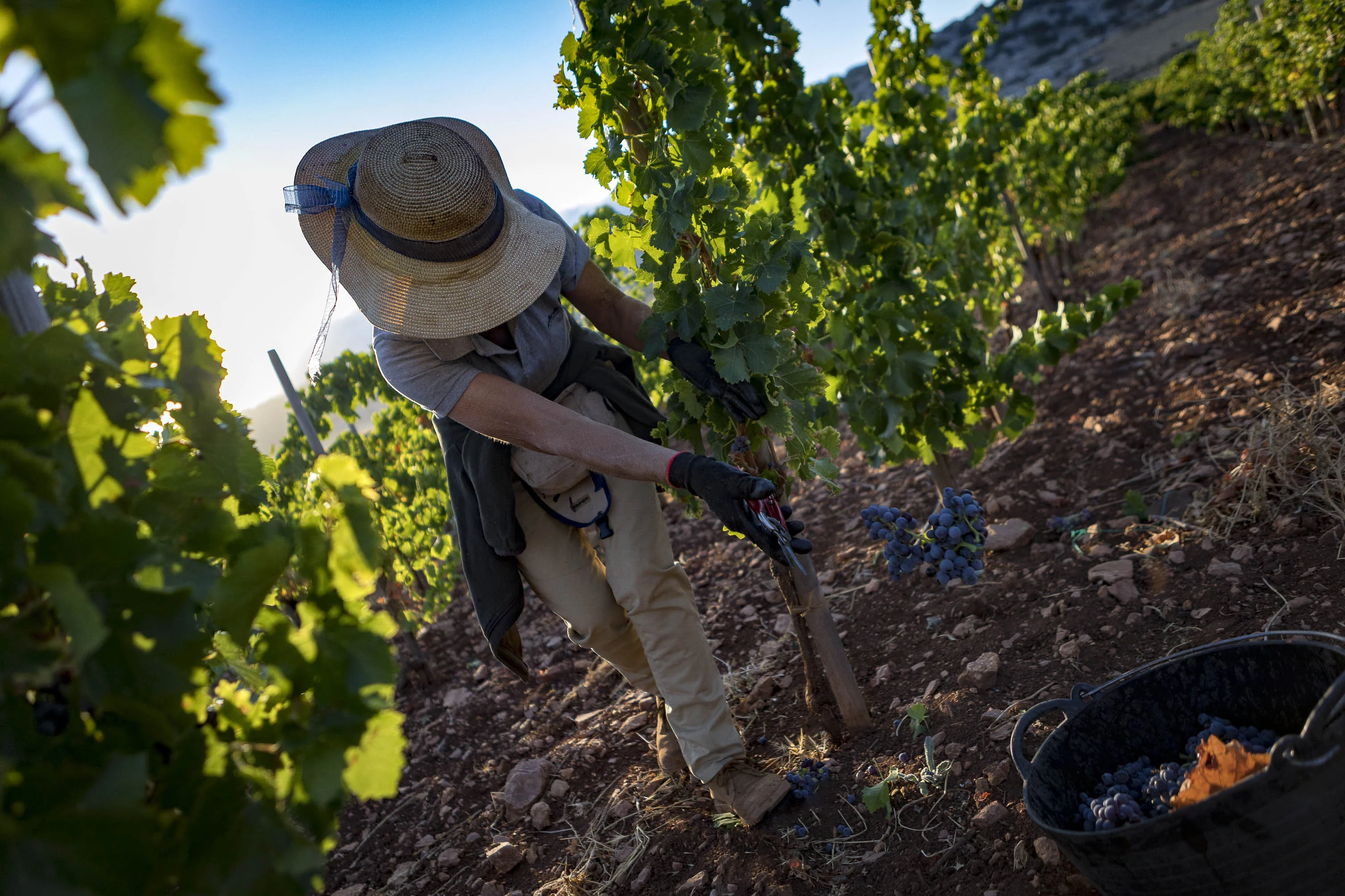 a person in a hat working in a vineyard