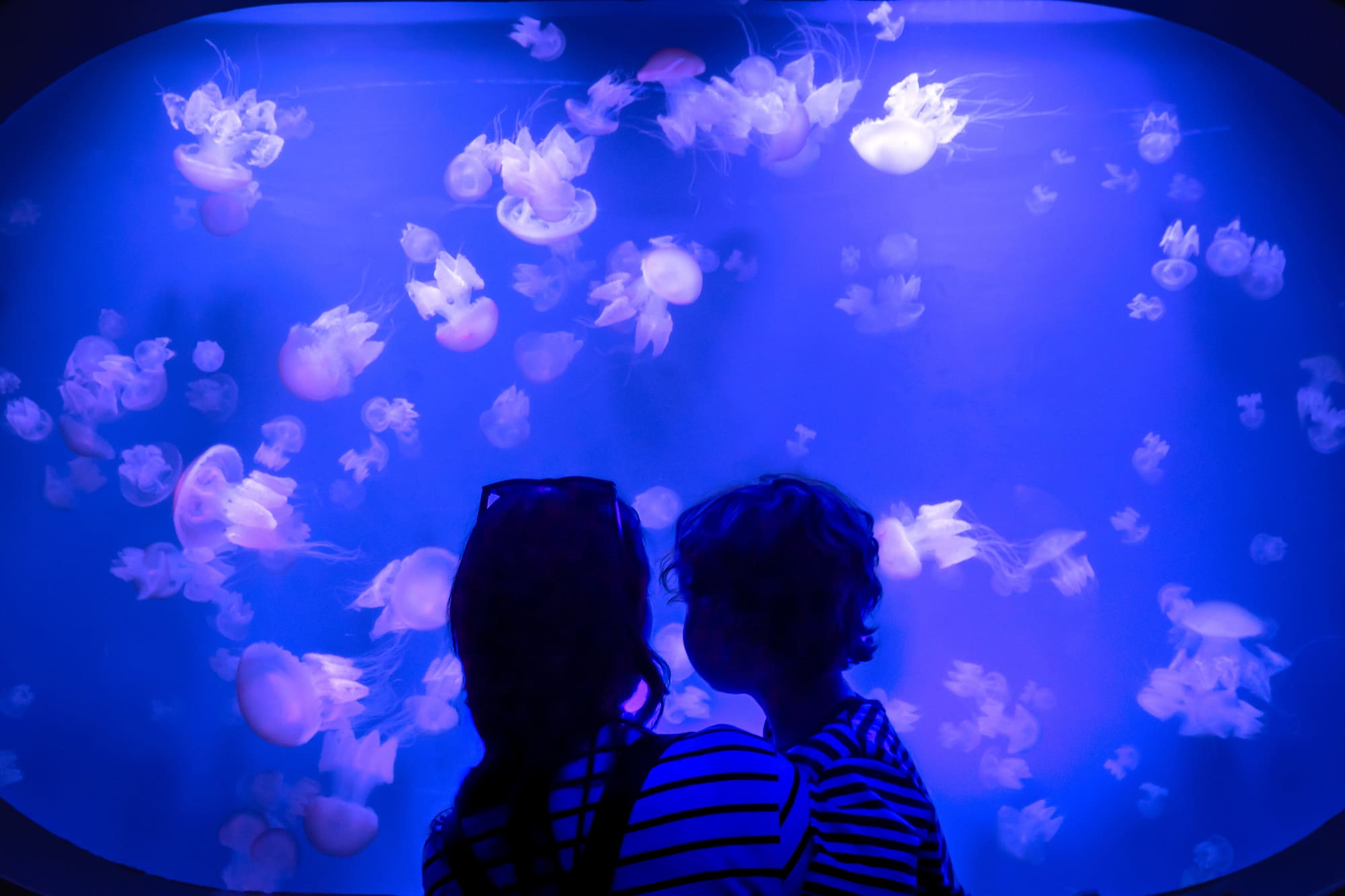 two people looking at jellyfish in a tank