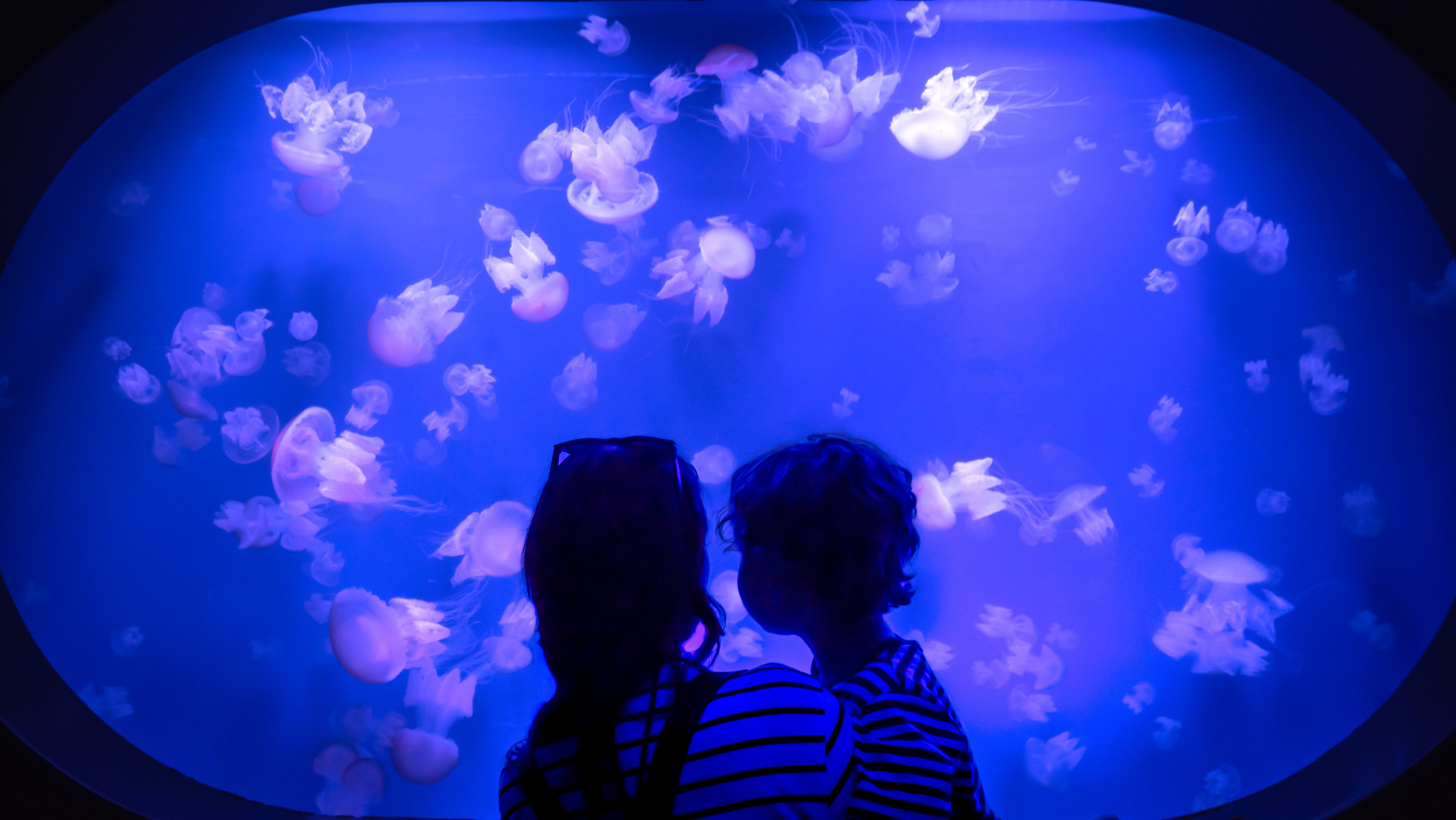 two people looking at jellyfish in a tank