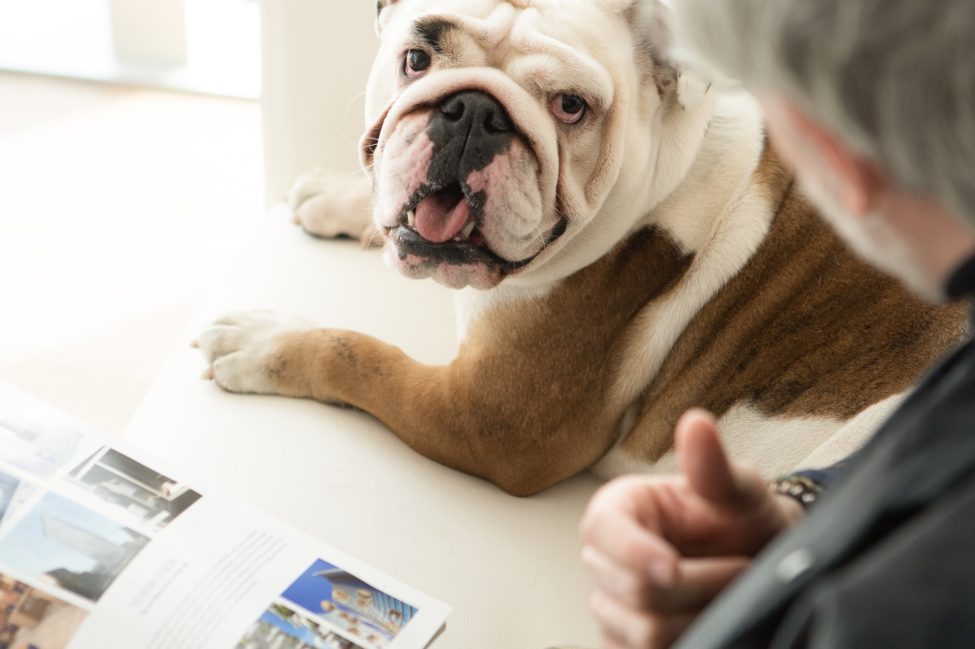 a man looking at a dog