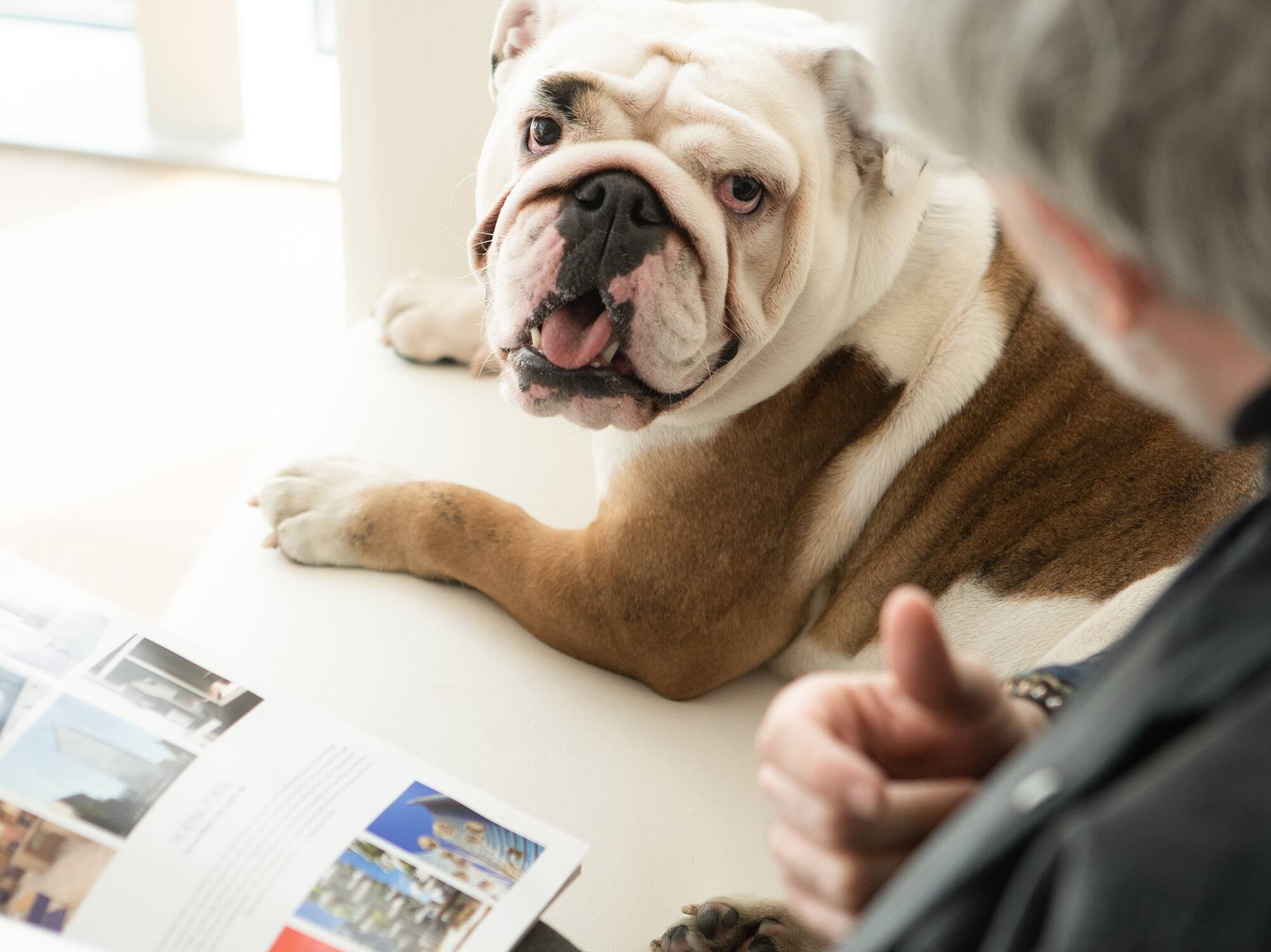 a man looking at a dog