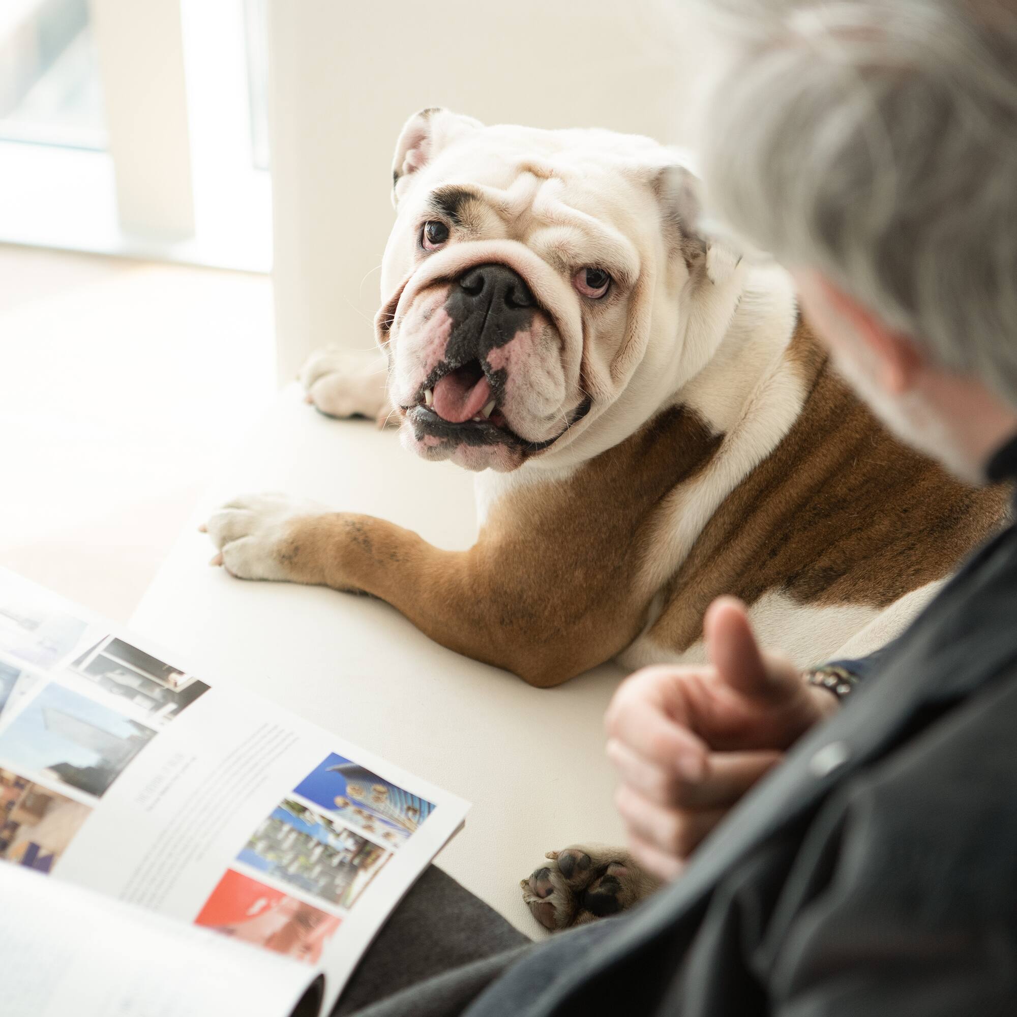 a man looking at a dog
