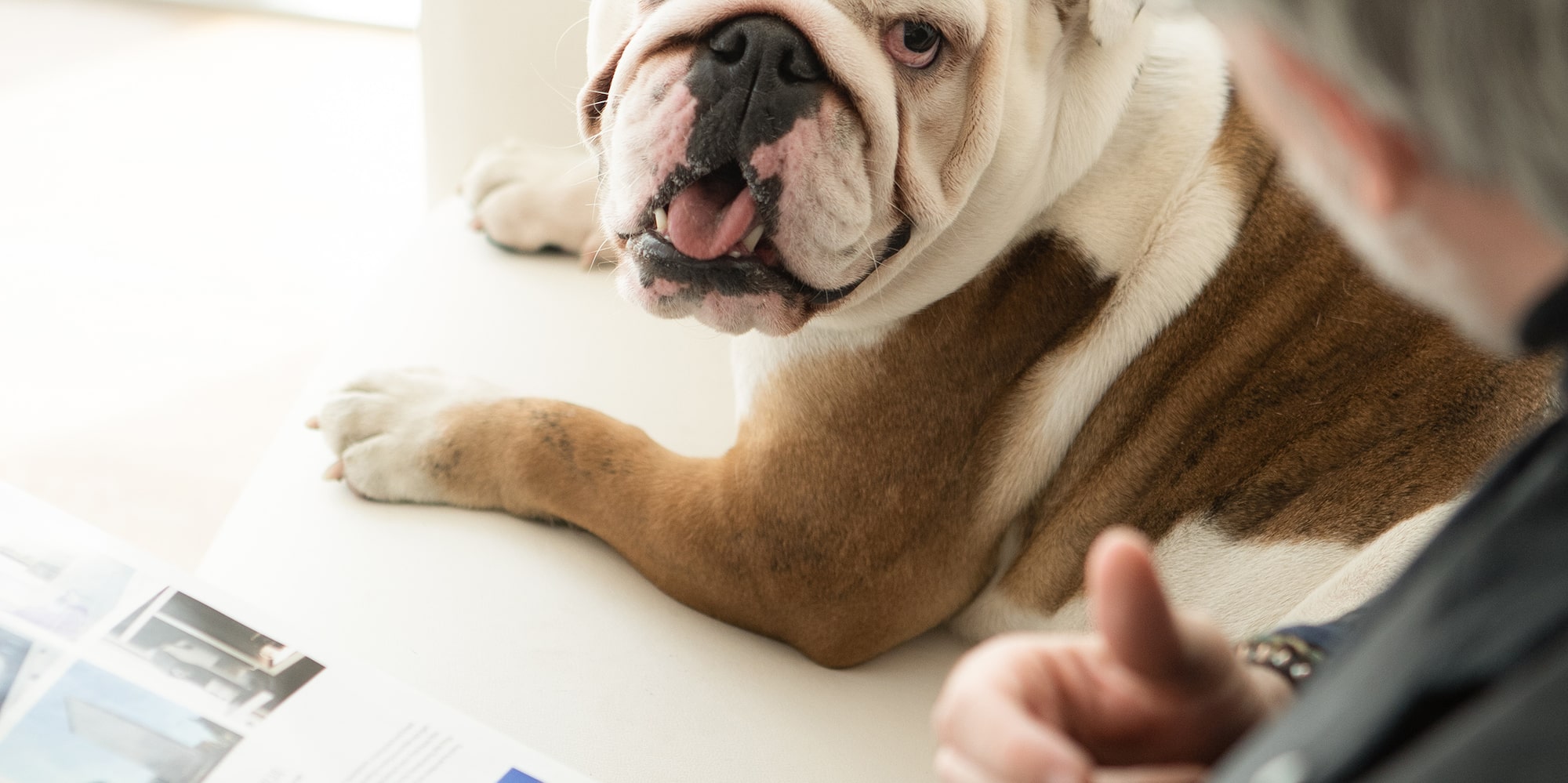 a man looking at a dog