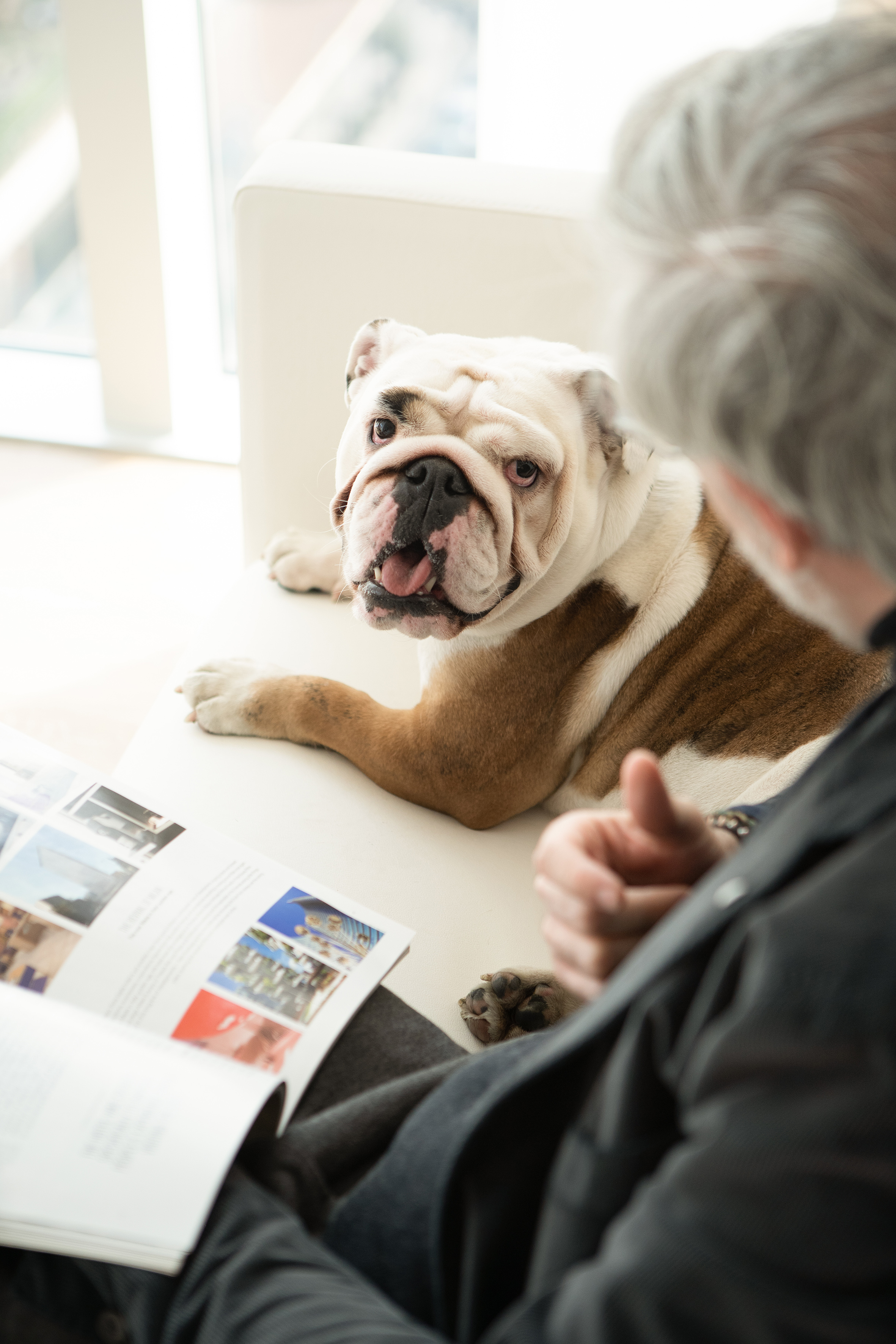 Bulldog resting on sofa, looking at camera, beside man reading magazine.