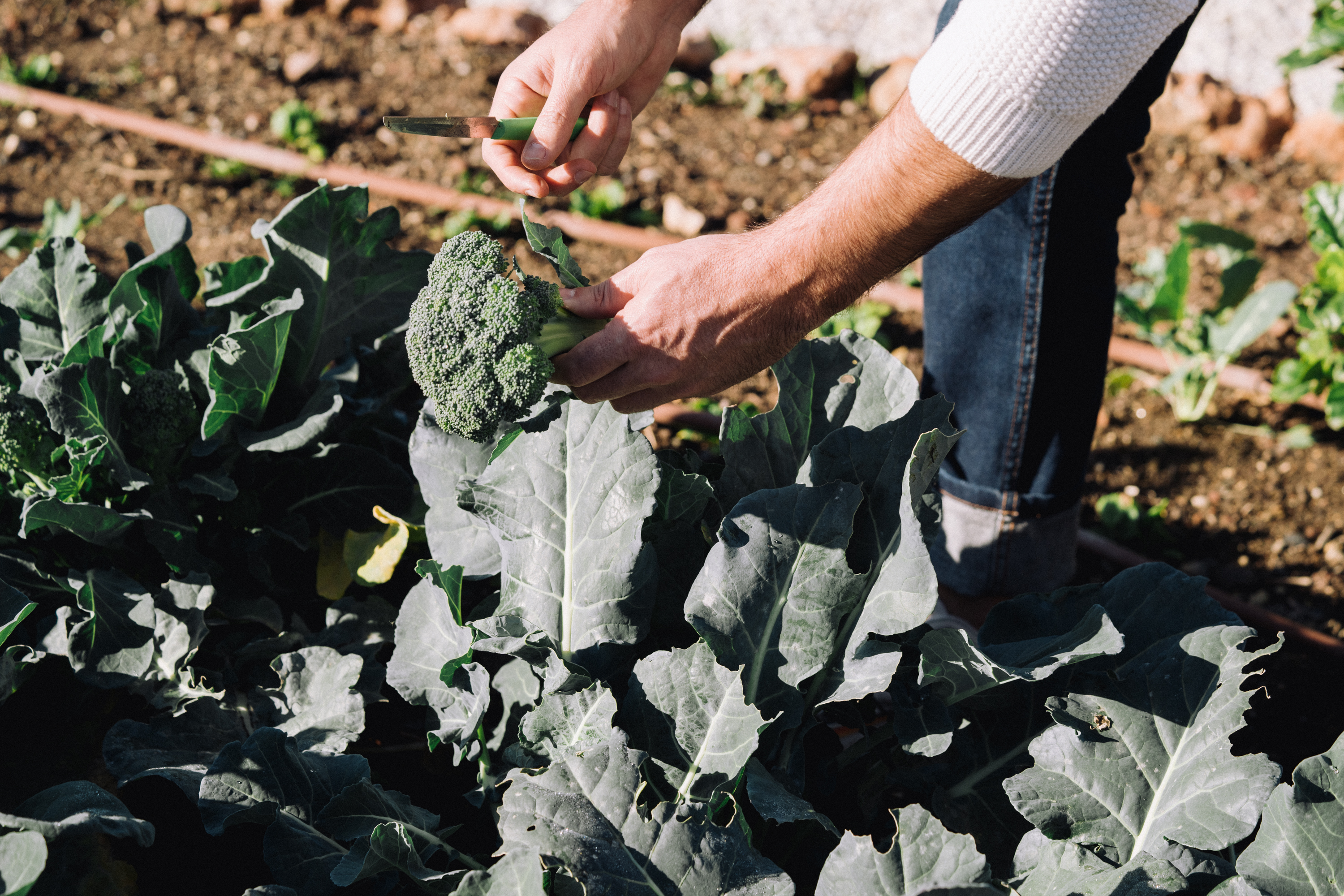 a person cutting a broccoli