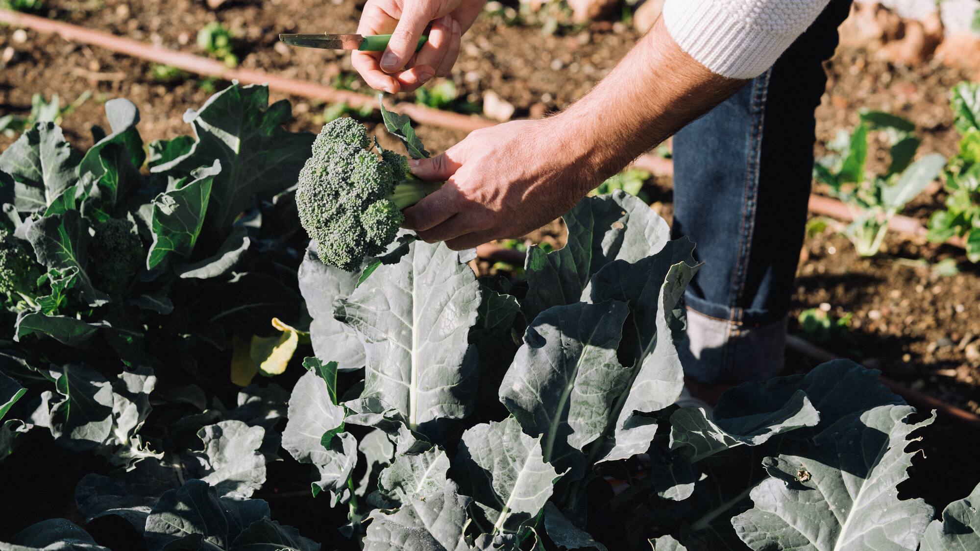 a person cutting a broccoli