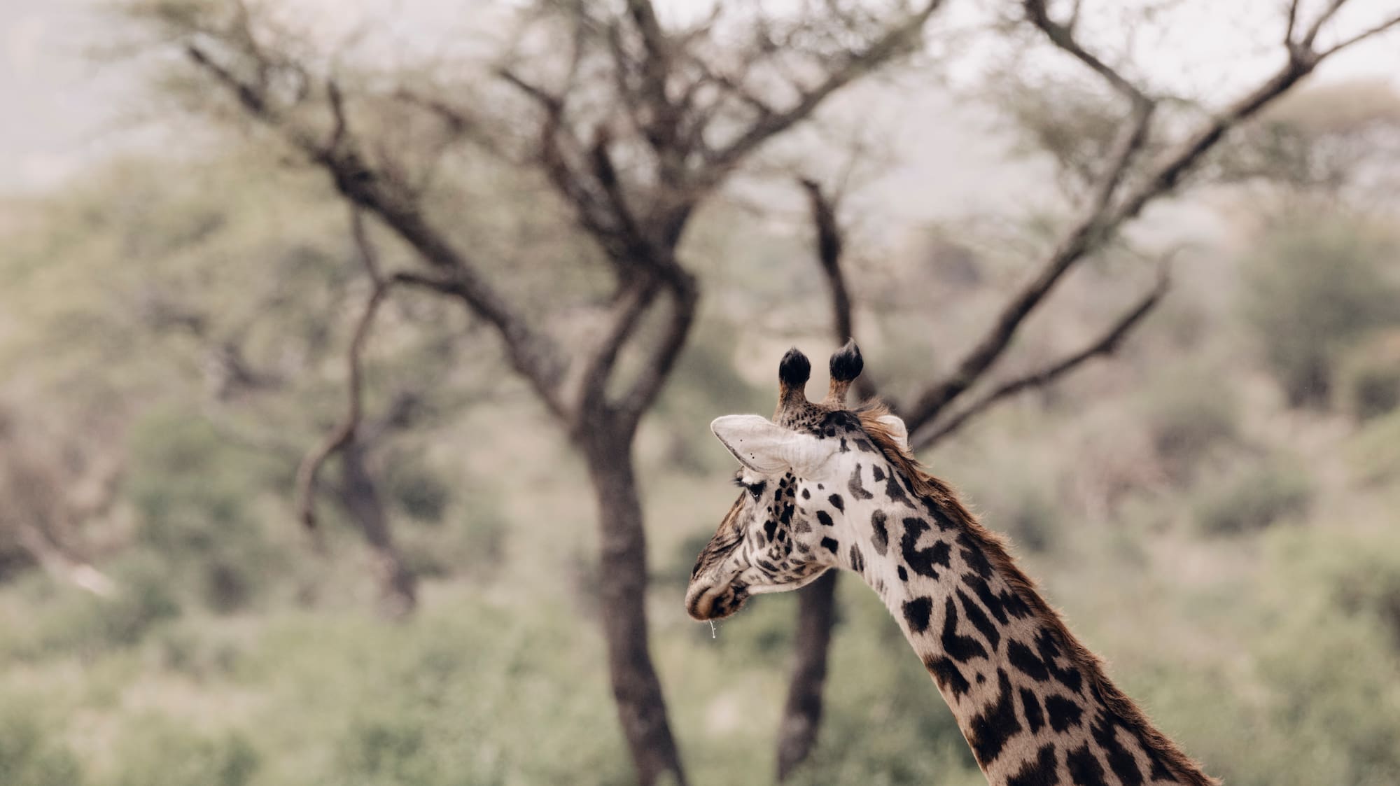 a giraffe standing in a field