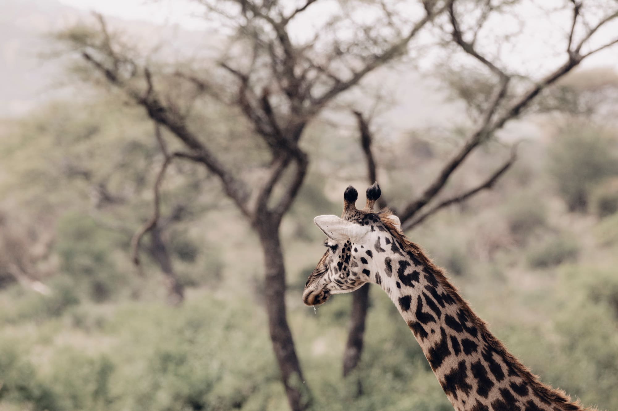 a giraffe standing in a field