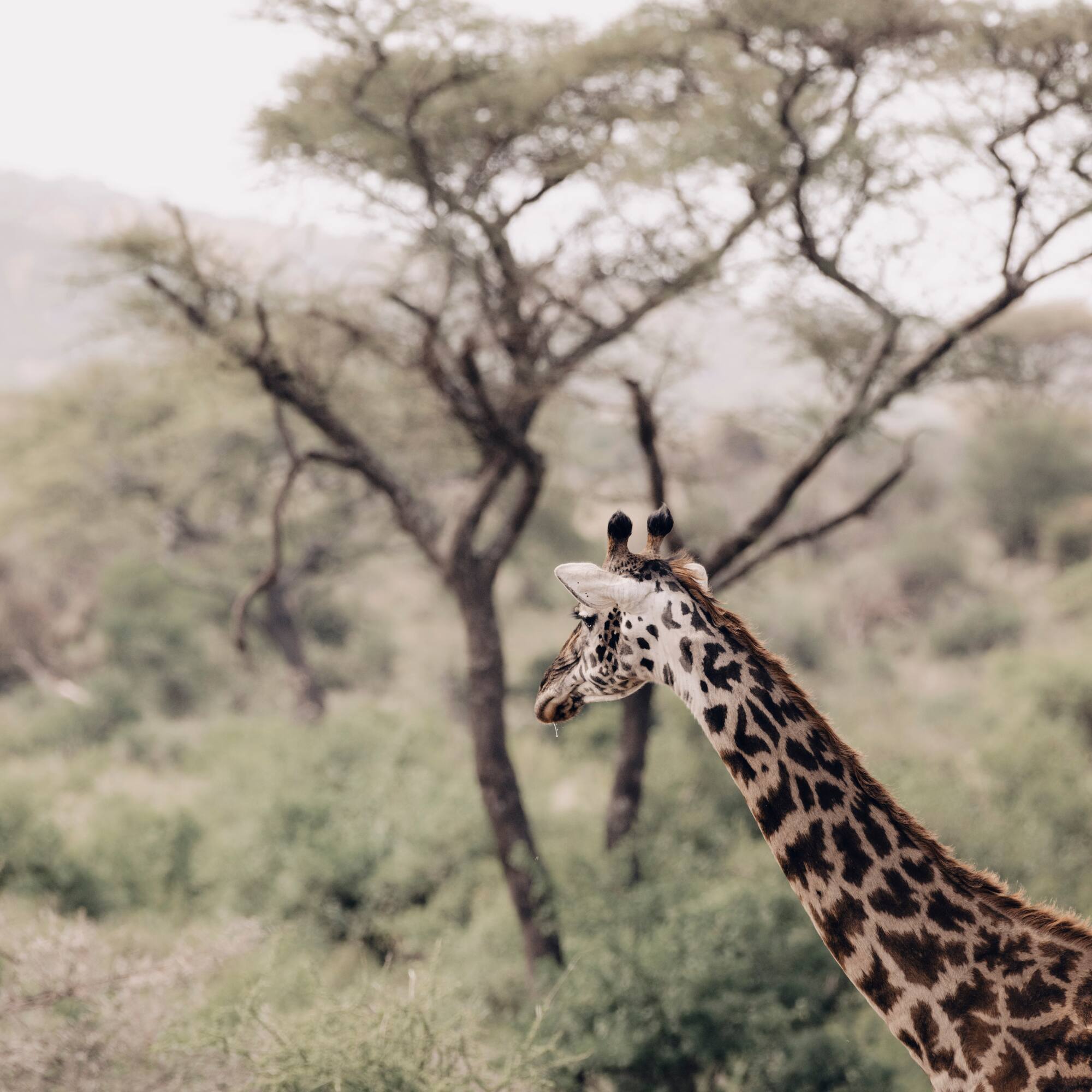 a giraffe standing in a field