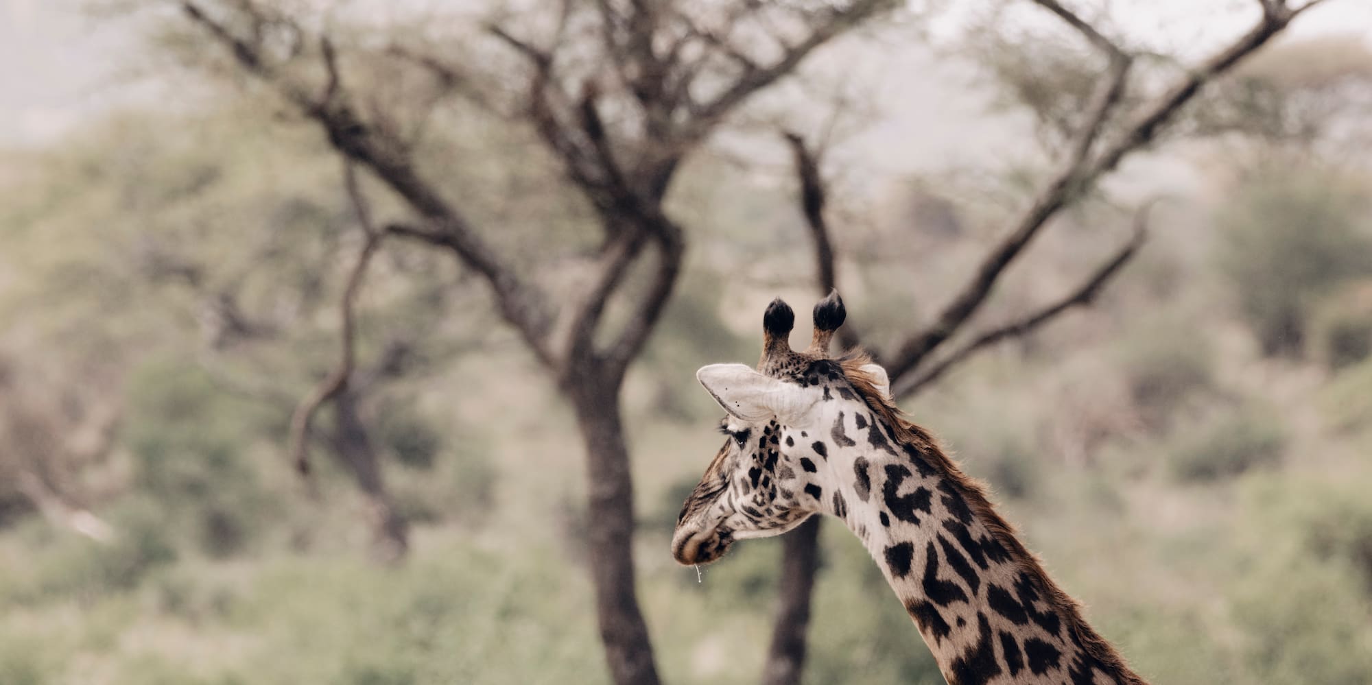 a giraffe standing in a field