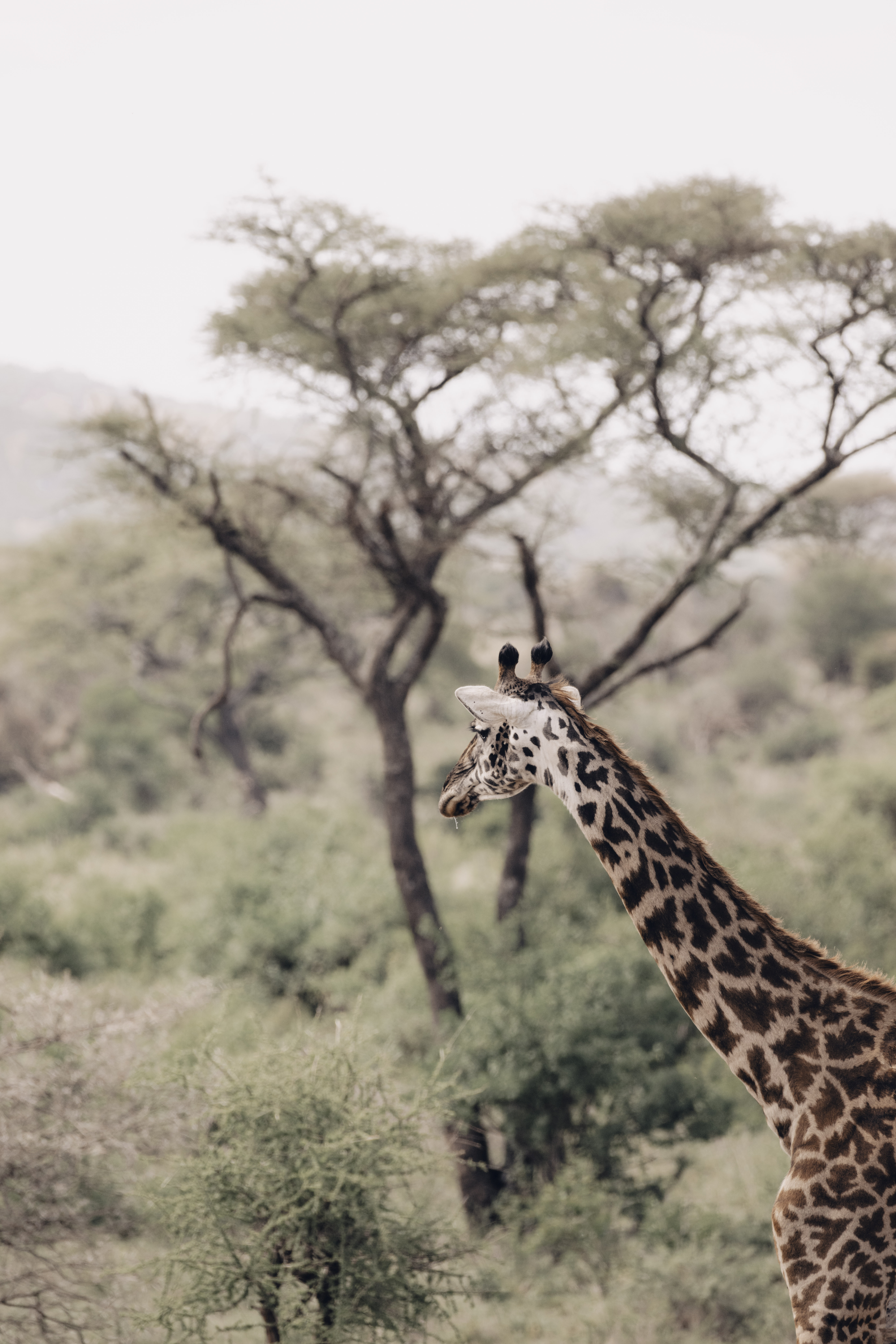 Wild giraffe with distinct spots in a green savanna landscape.