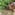 Man points, truffle dog sniffs dirt for truffles in lush forest.