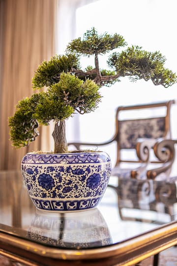 a tree in a pot