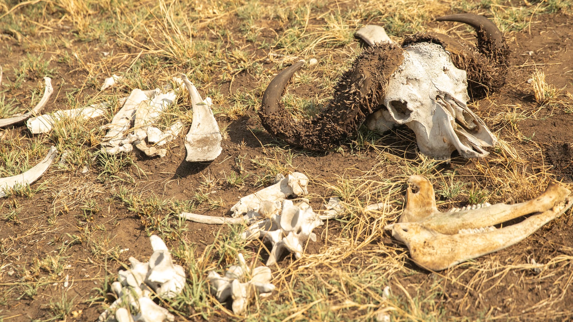 animal skulls and bones on the ground