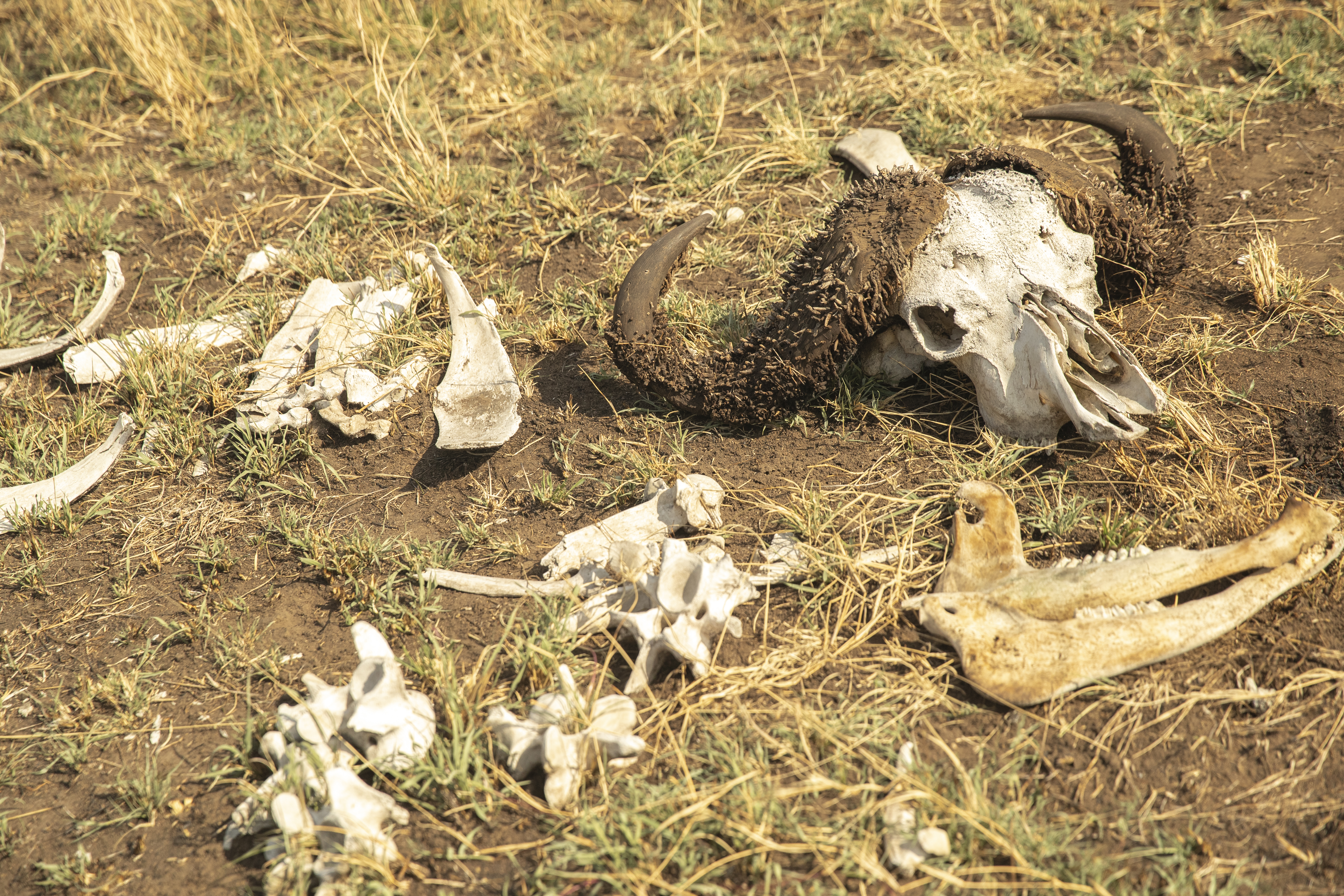animal skulls and bones on the ground