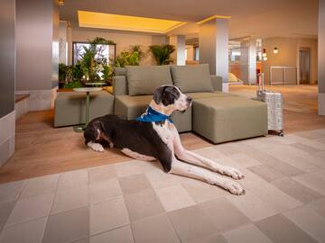 a dog lying on the floor