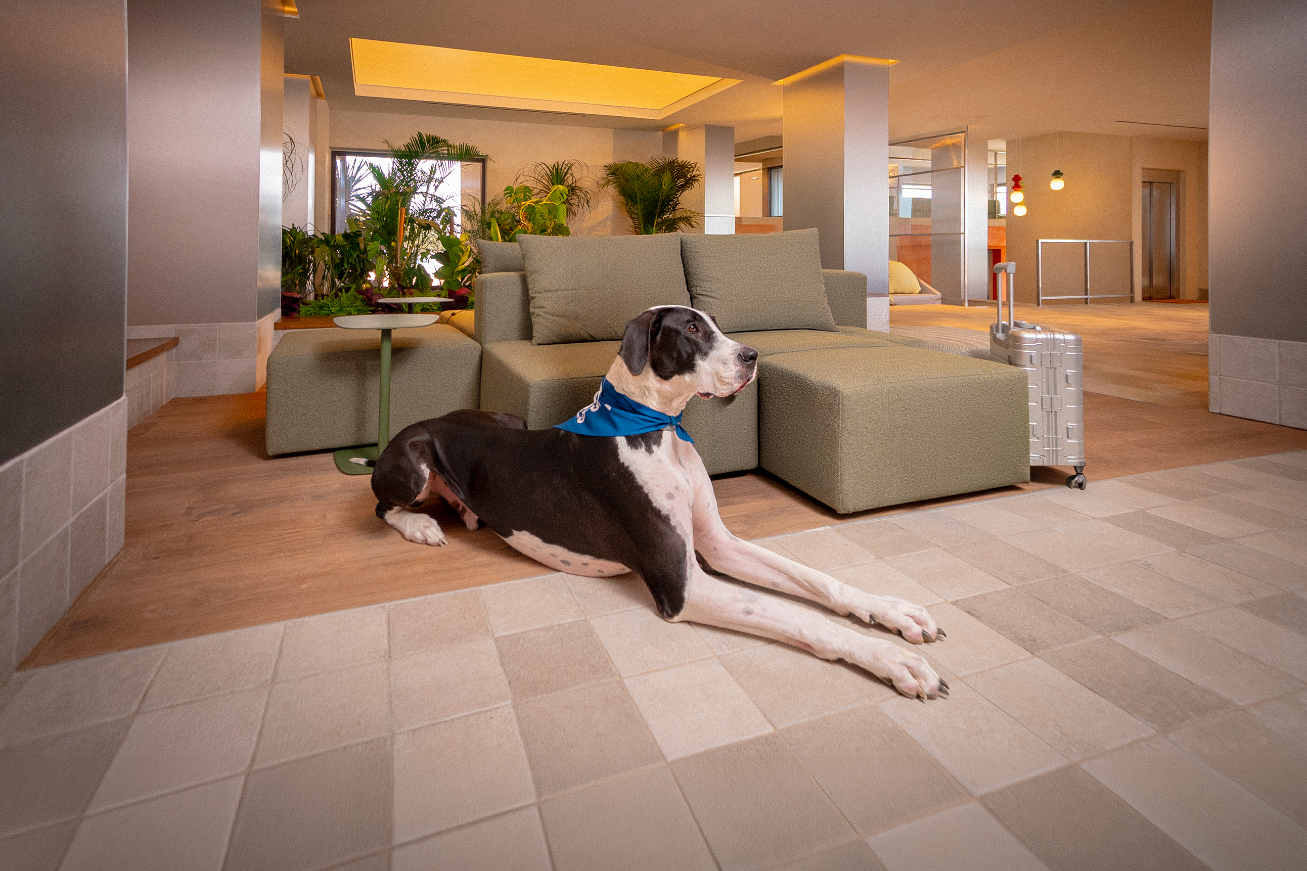 Great Dane dog relaxing in modern pet-friendly hotel lounge with suitcase.