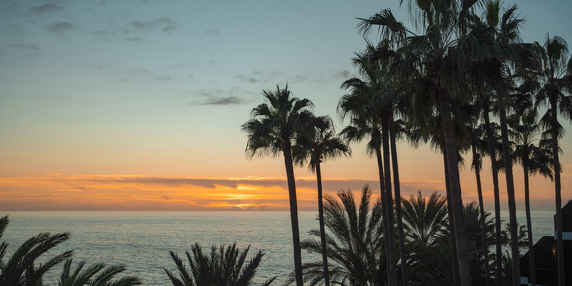 palm trees next to the water