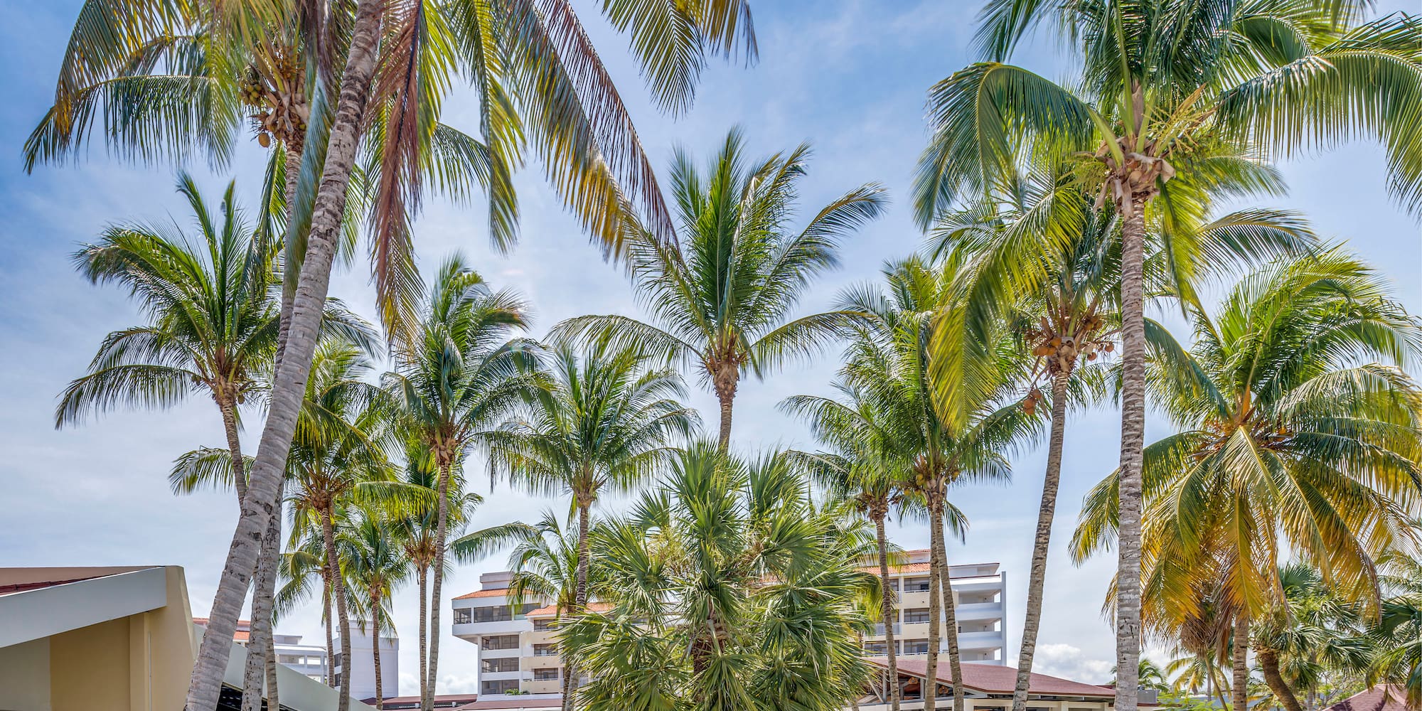 a palm trees in a courtyard