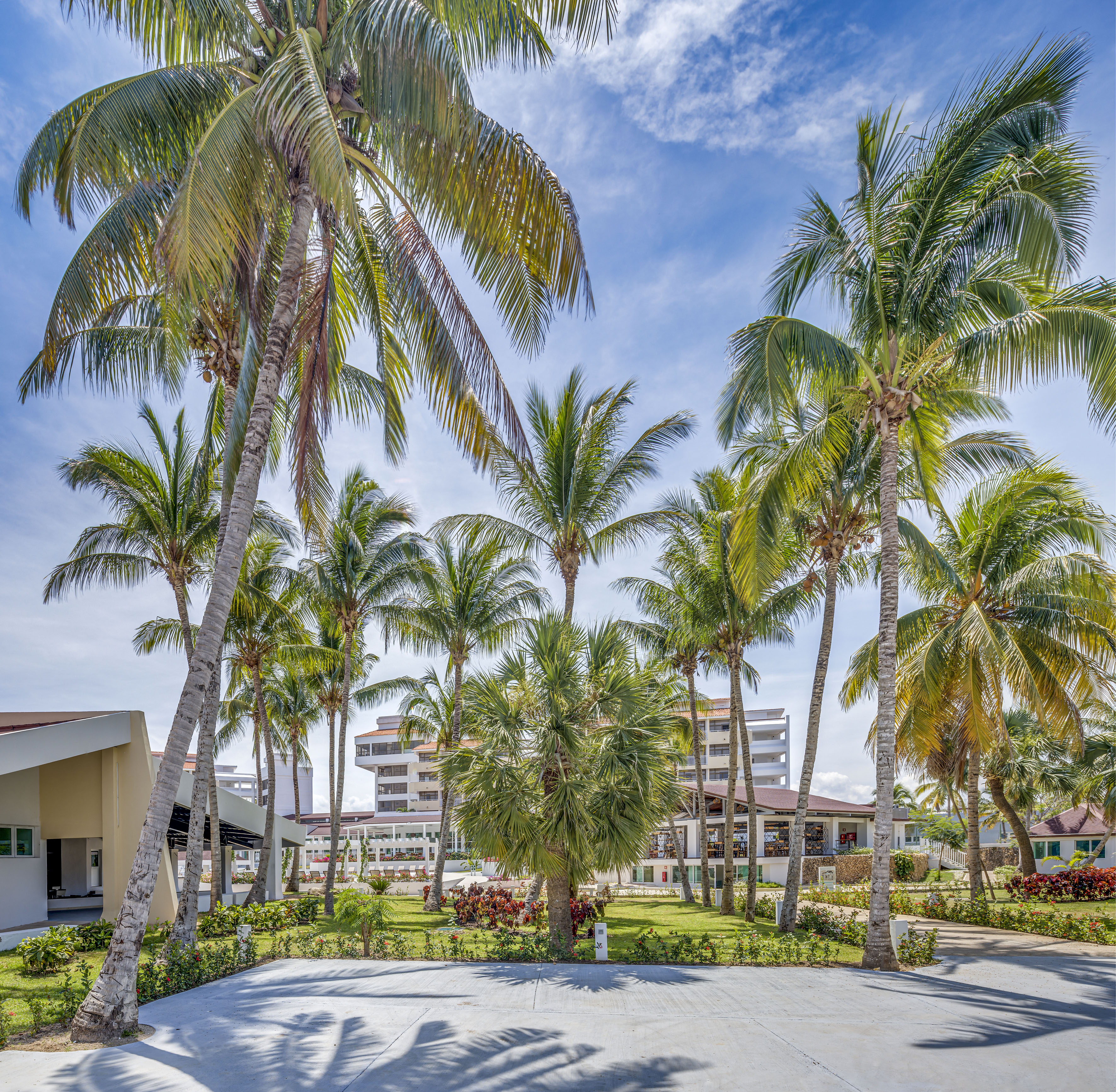 a palm trees in a courtyard
