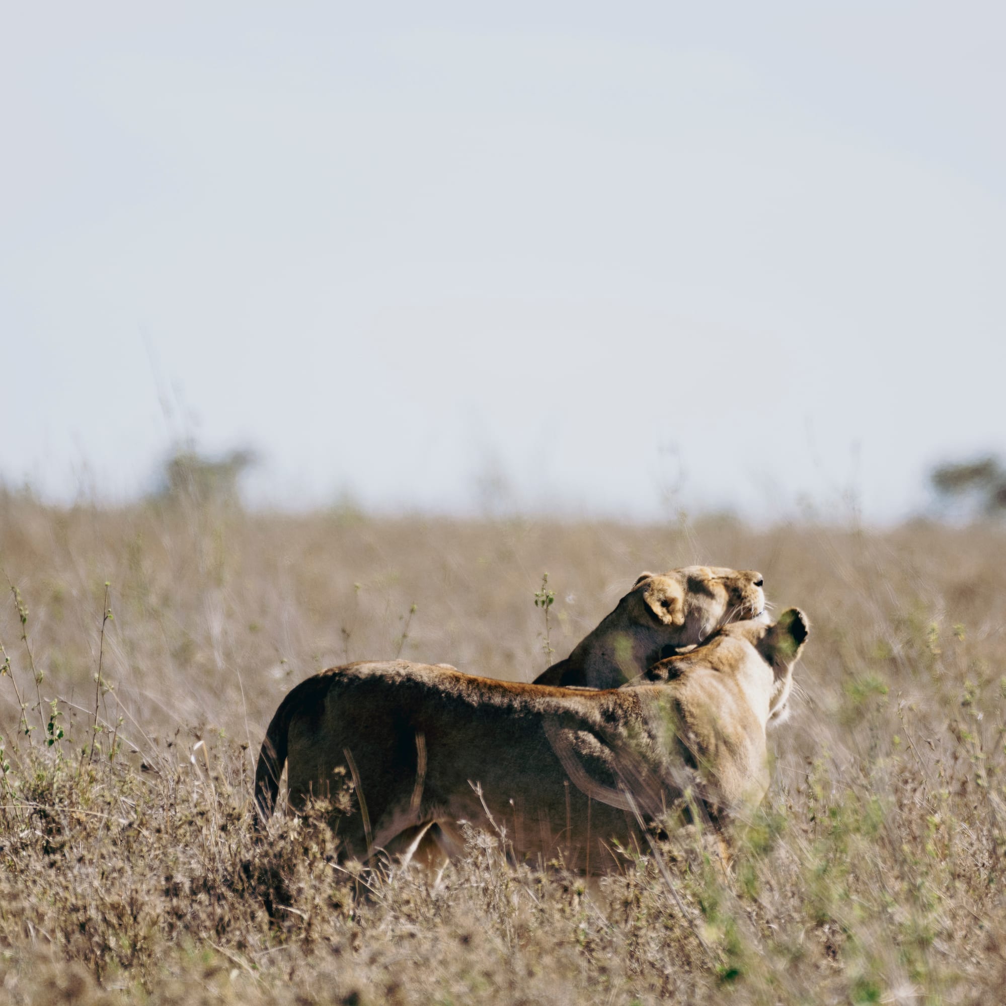 a lioness fighting in a field