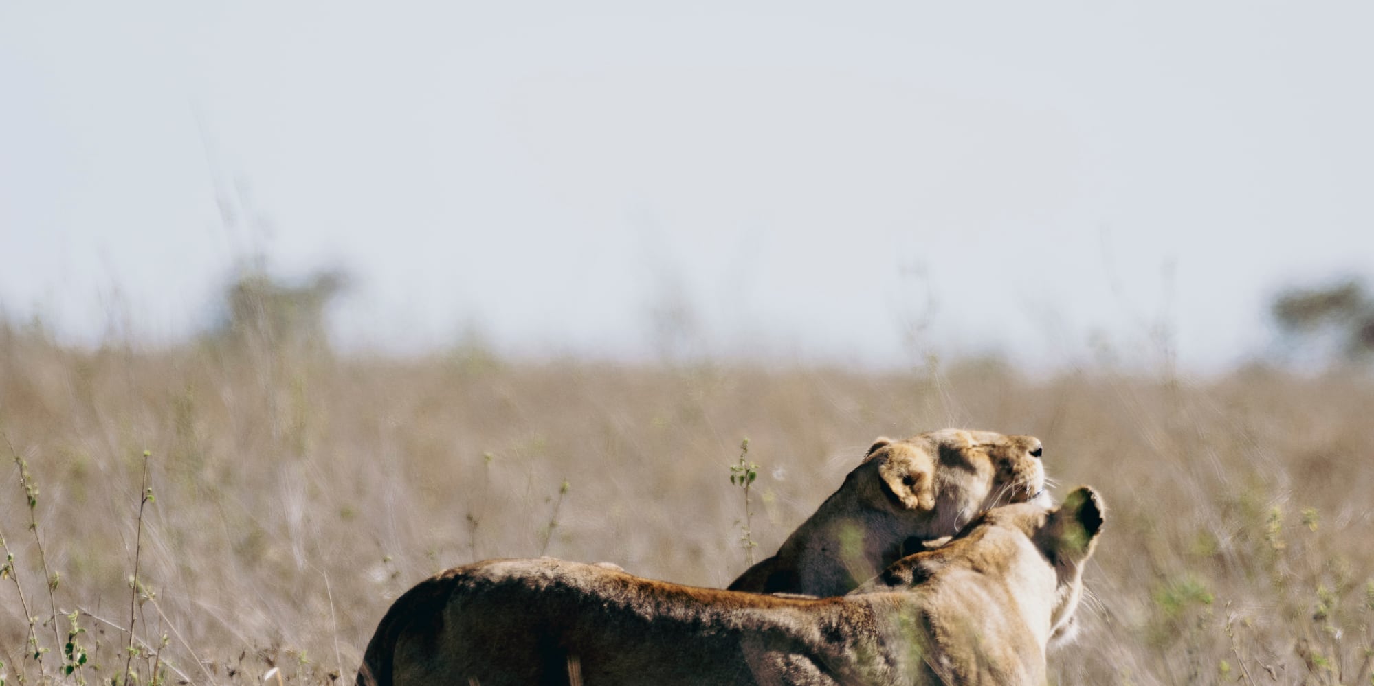 a lioness fighting in a field
