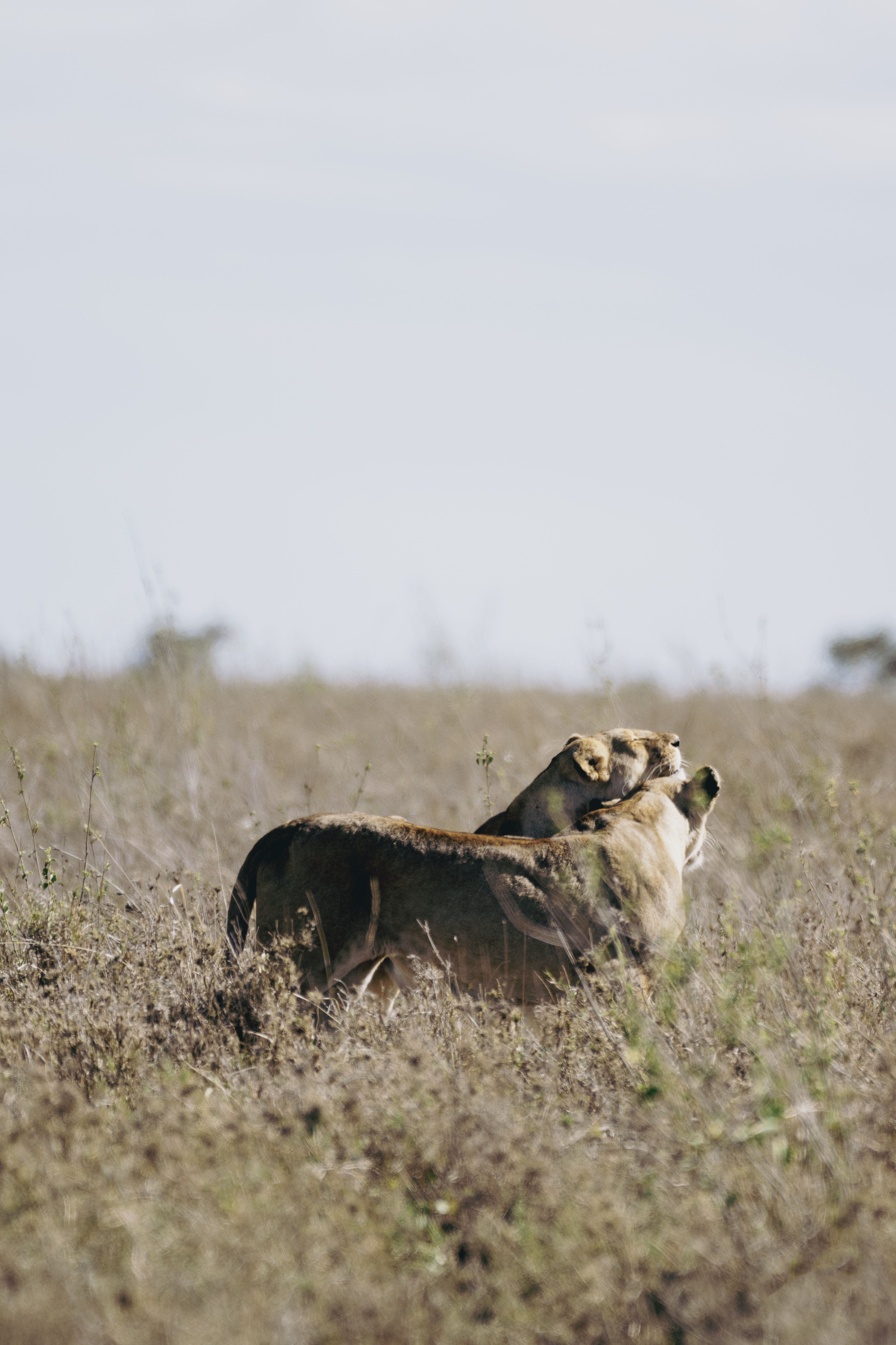 Wild lionesses nuzzling in the dry African savanna.