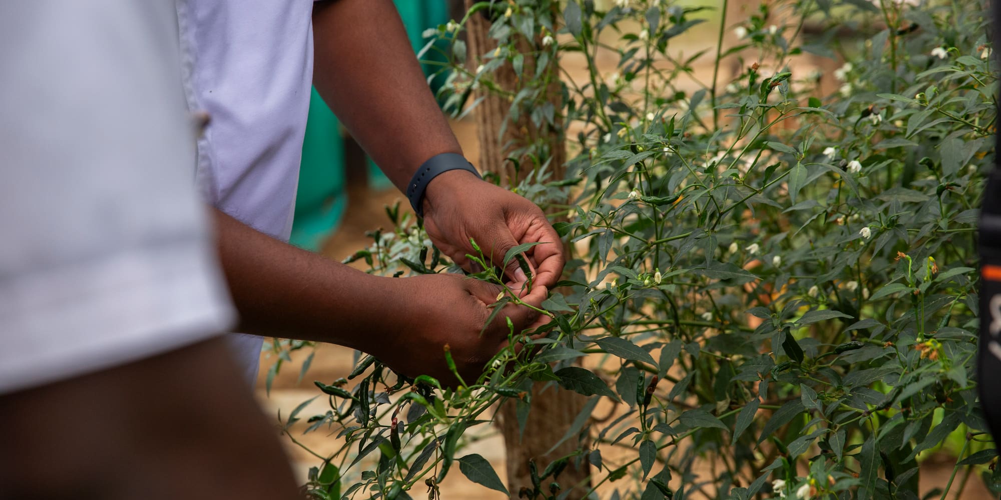 a person holding a plant