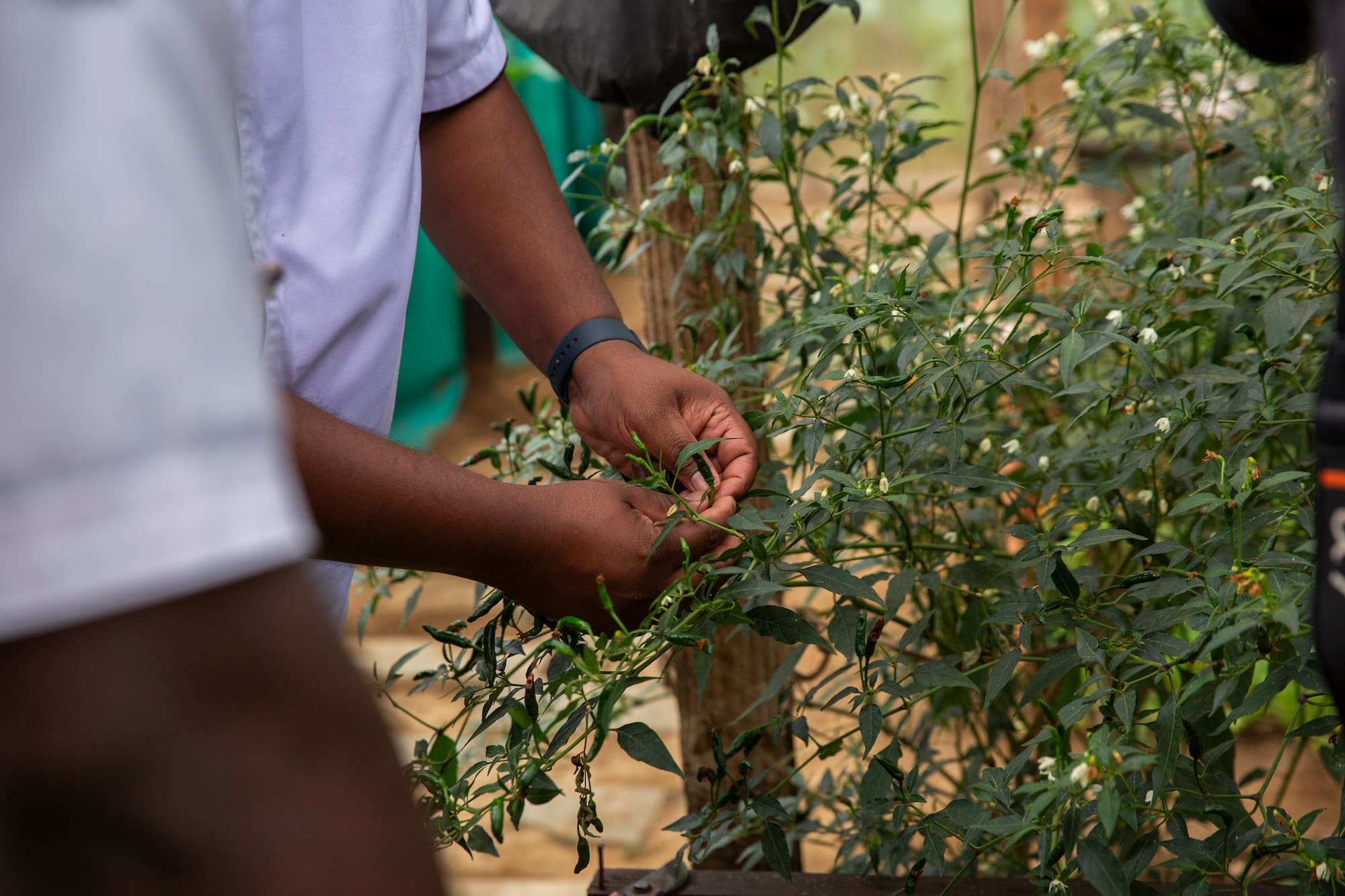 Hands inspecting green chili peppers growing on a thriving plant.