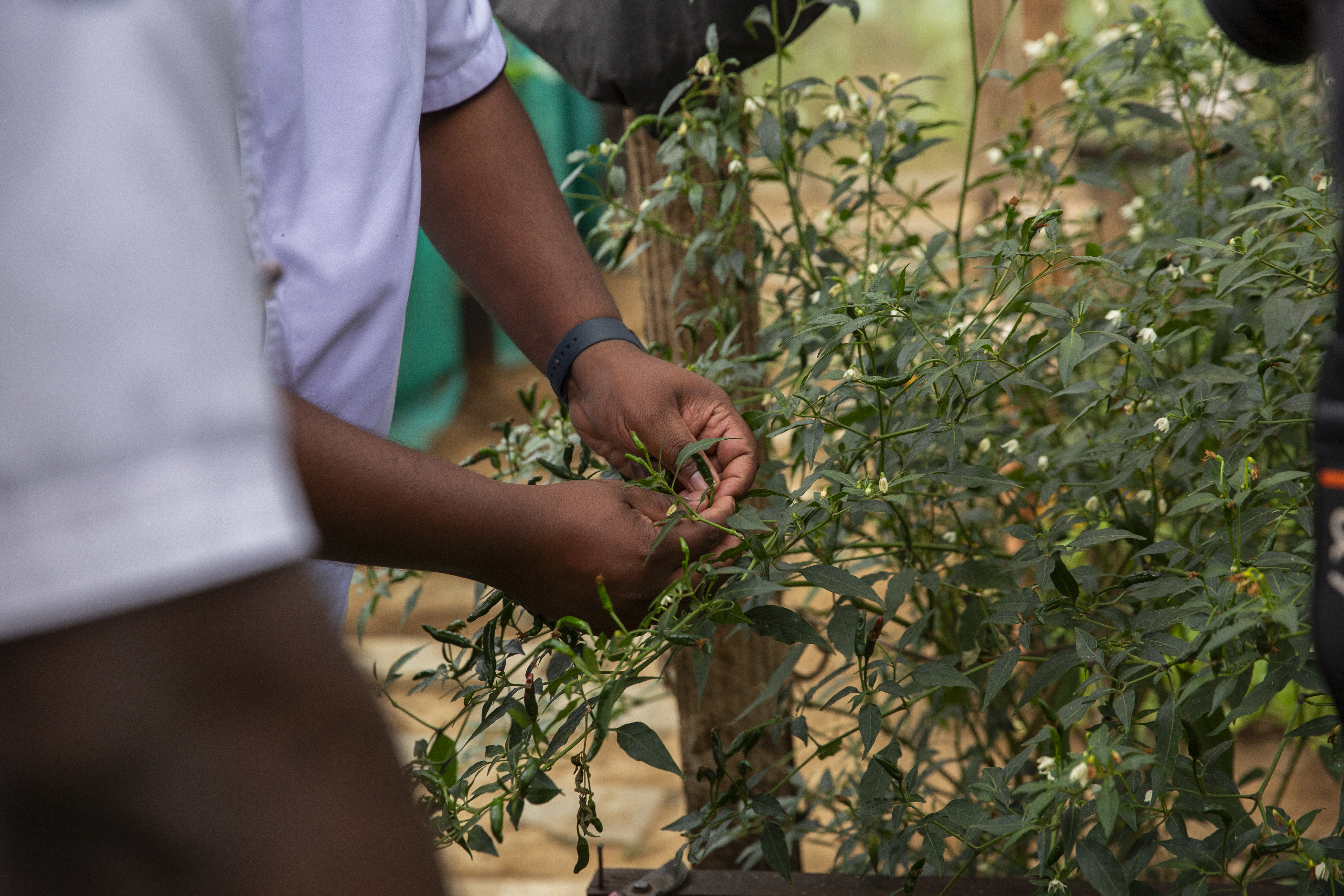Hands inspecting green chili peppers growing on a thriving plant.