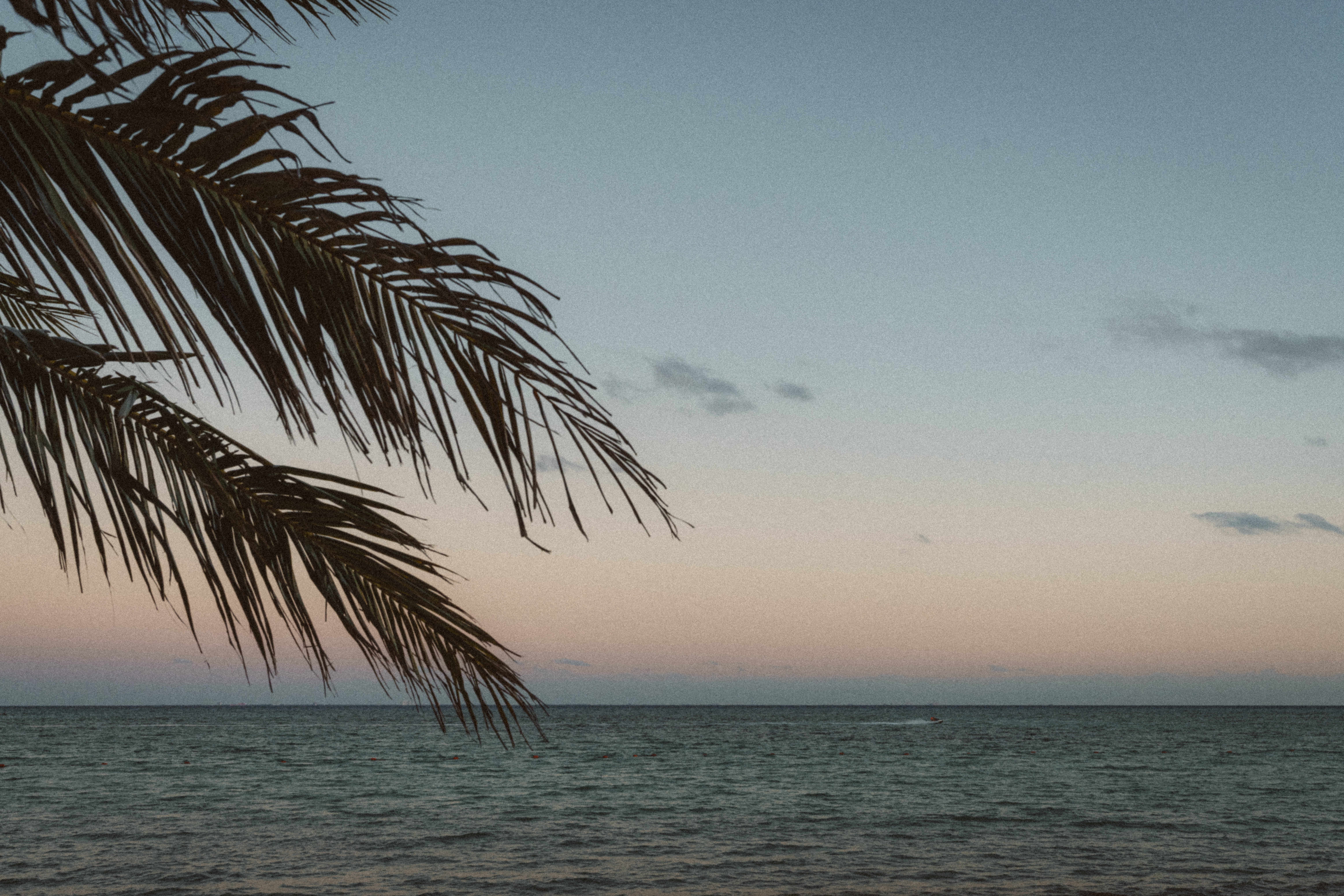 Palmera tropical, mar en atardecer, cielo degradado y moto acuática lejana.