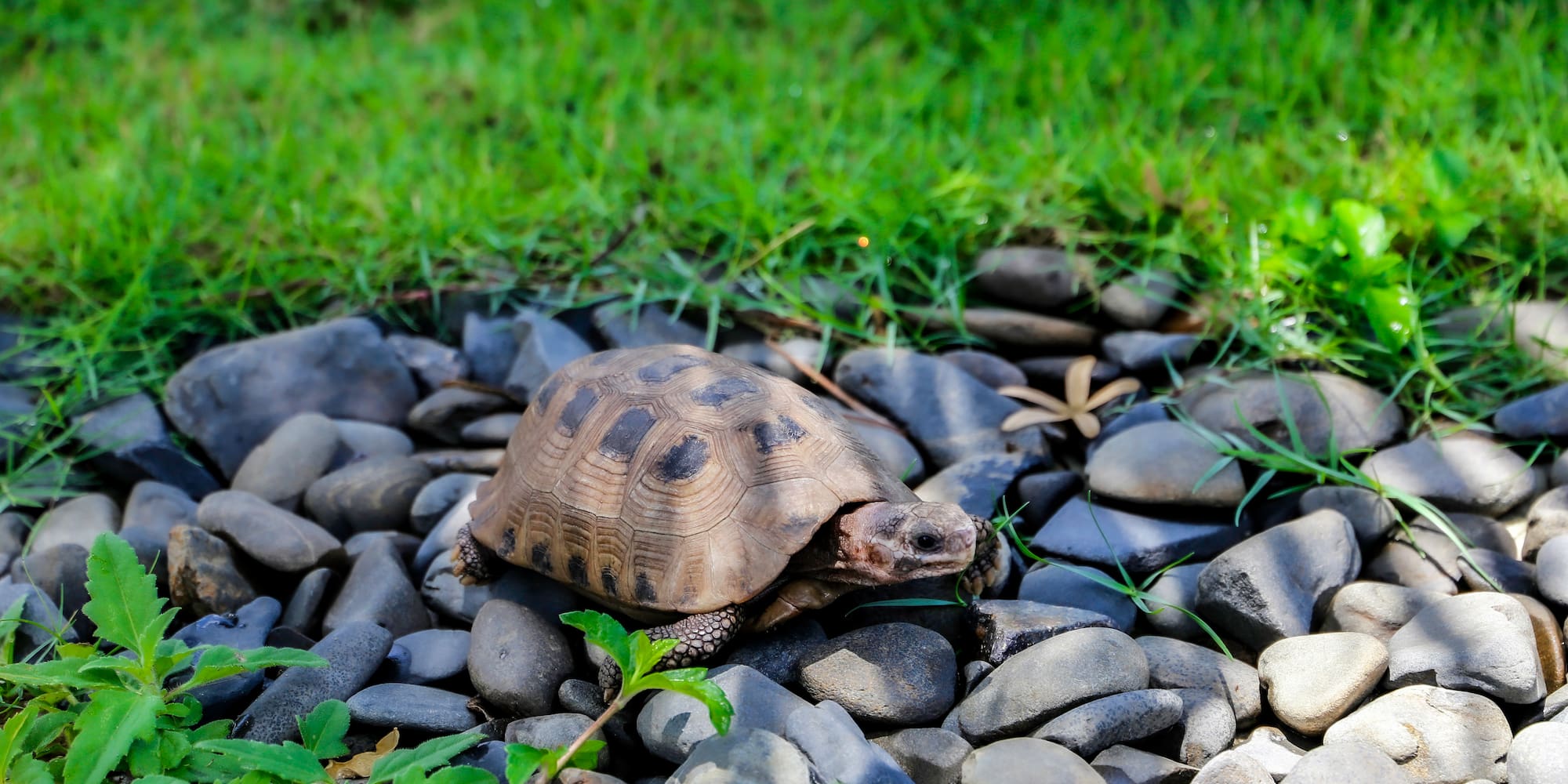 a turtle on rocks and grass