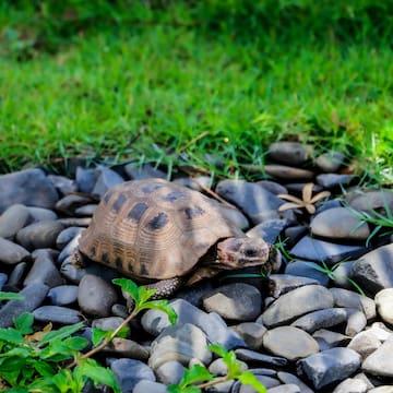 a turtle on rocks and grass