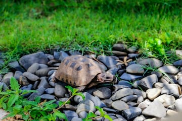 a turtle on rocks and grass