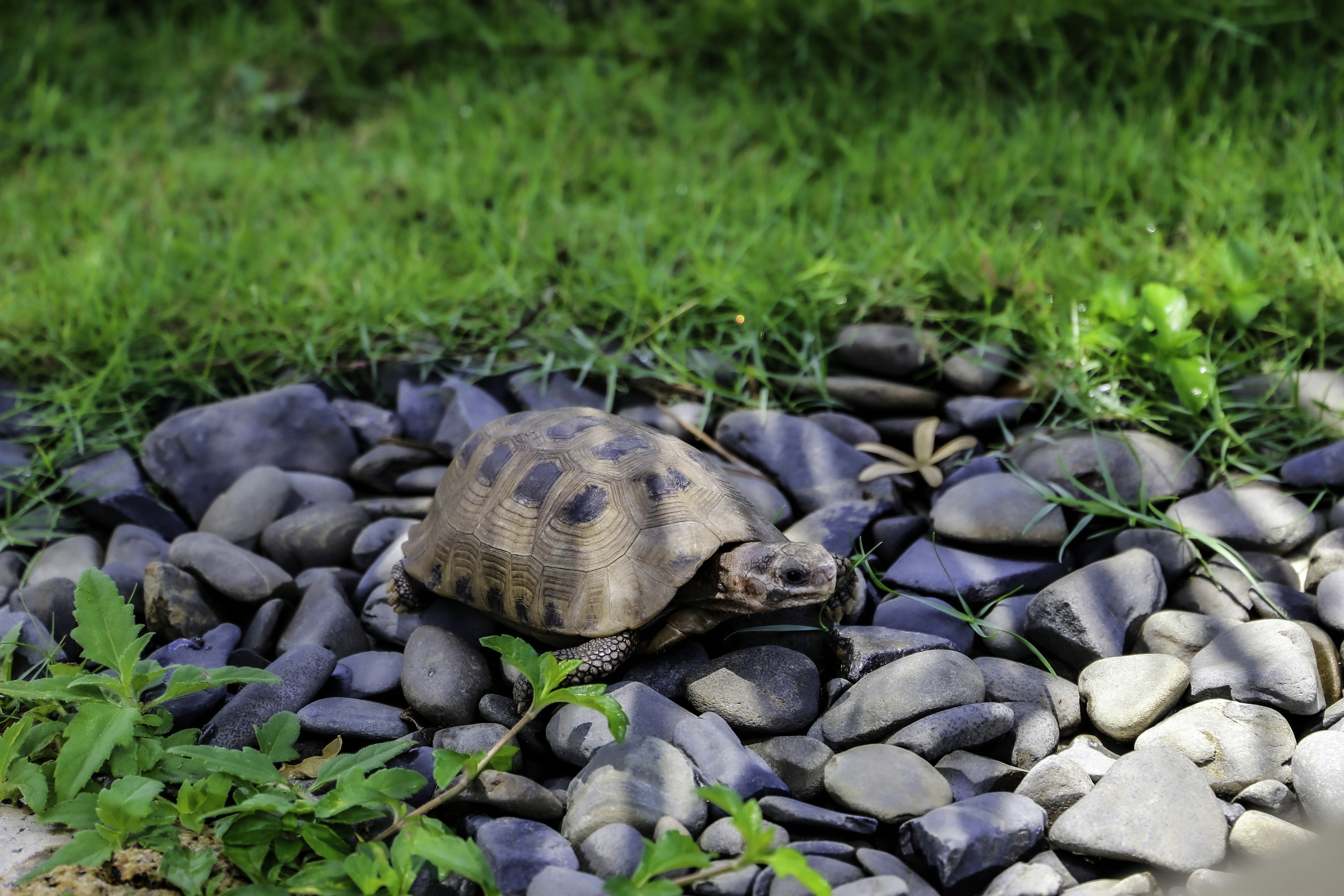 Tortoise with patterned shell crawling on river rocks by green grass.