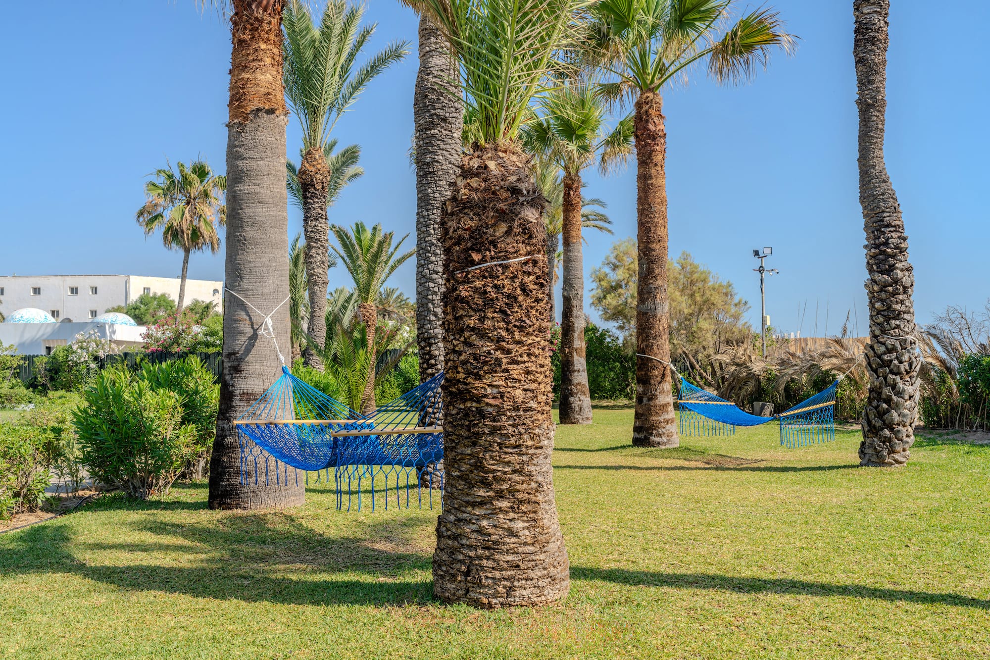 Tropical garden with palm trees, two blue hammocks, and resort in background.