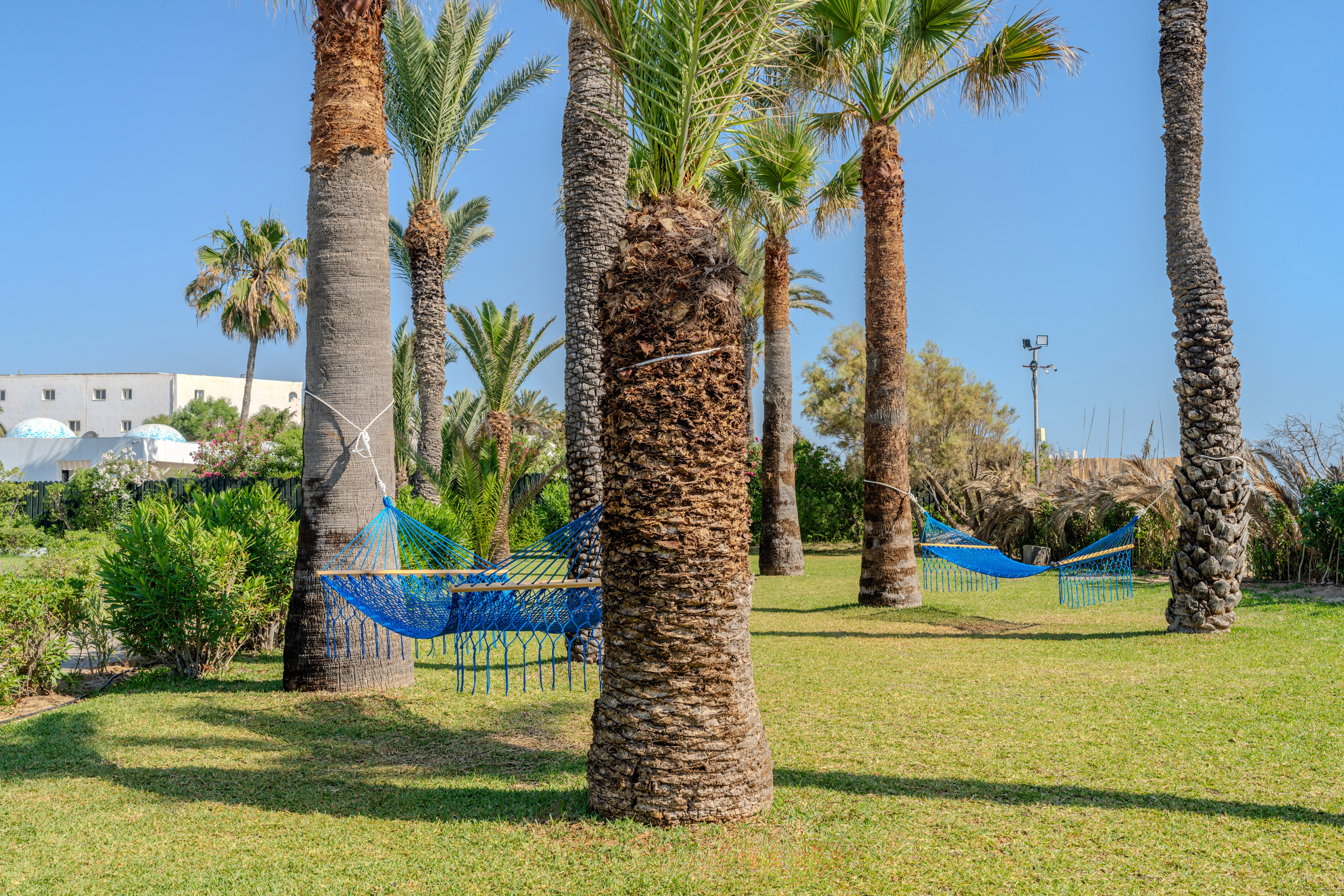 Tropical garden with palm trees, two blue hammocks, and resort in background.