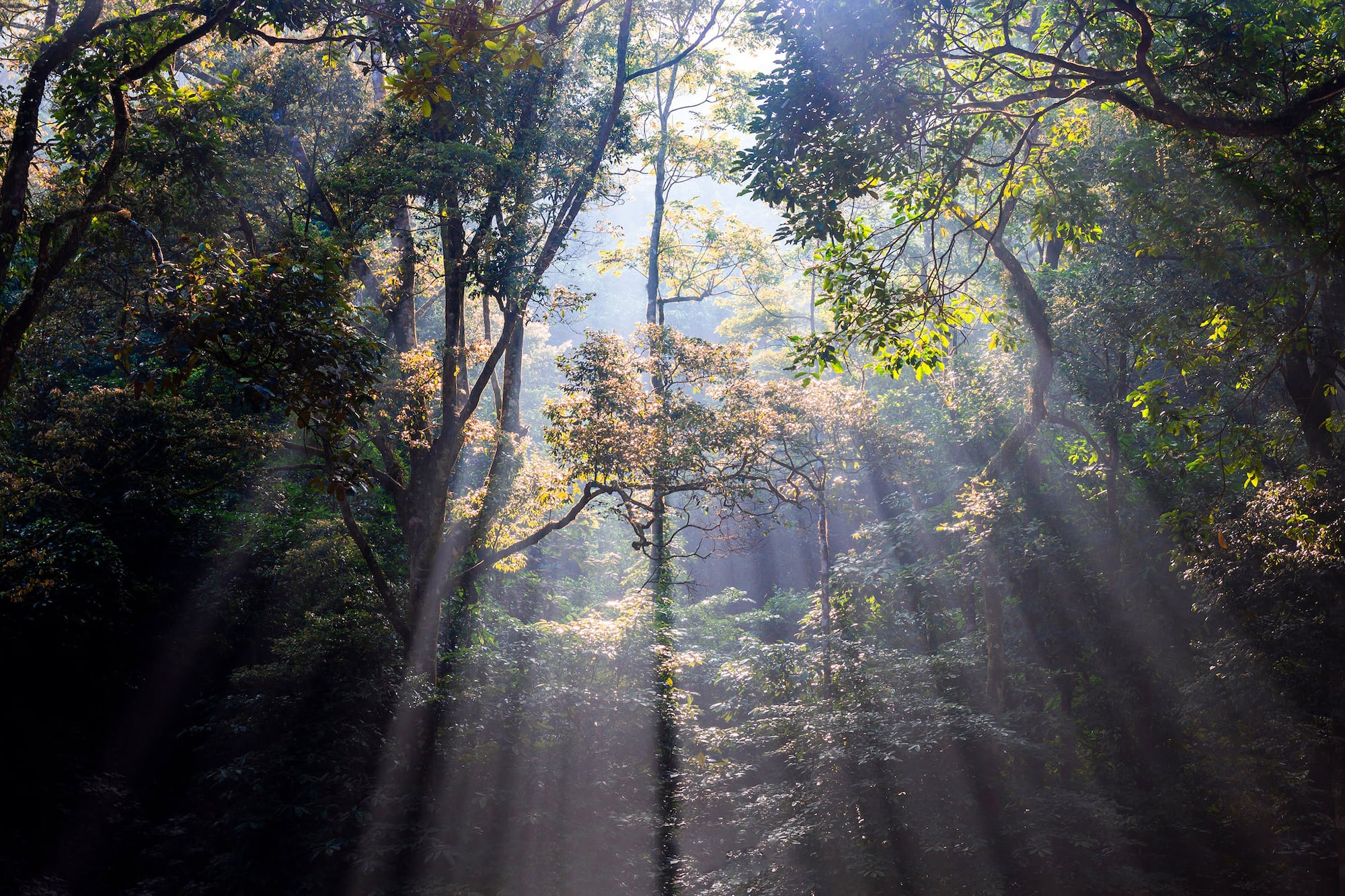Bosque denso con rayos de sol filtrándose entre árboles altos y follaje verde.