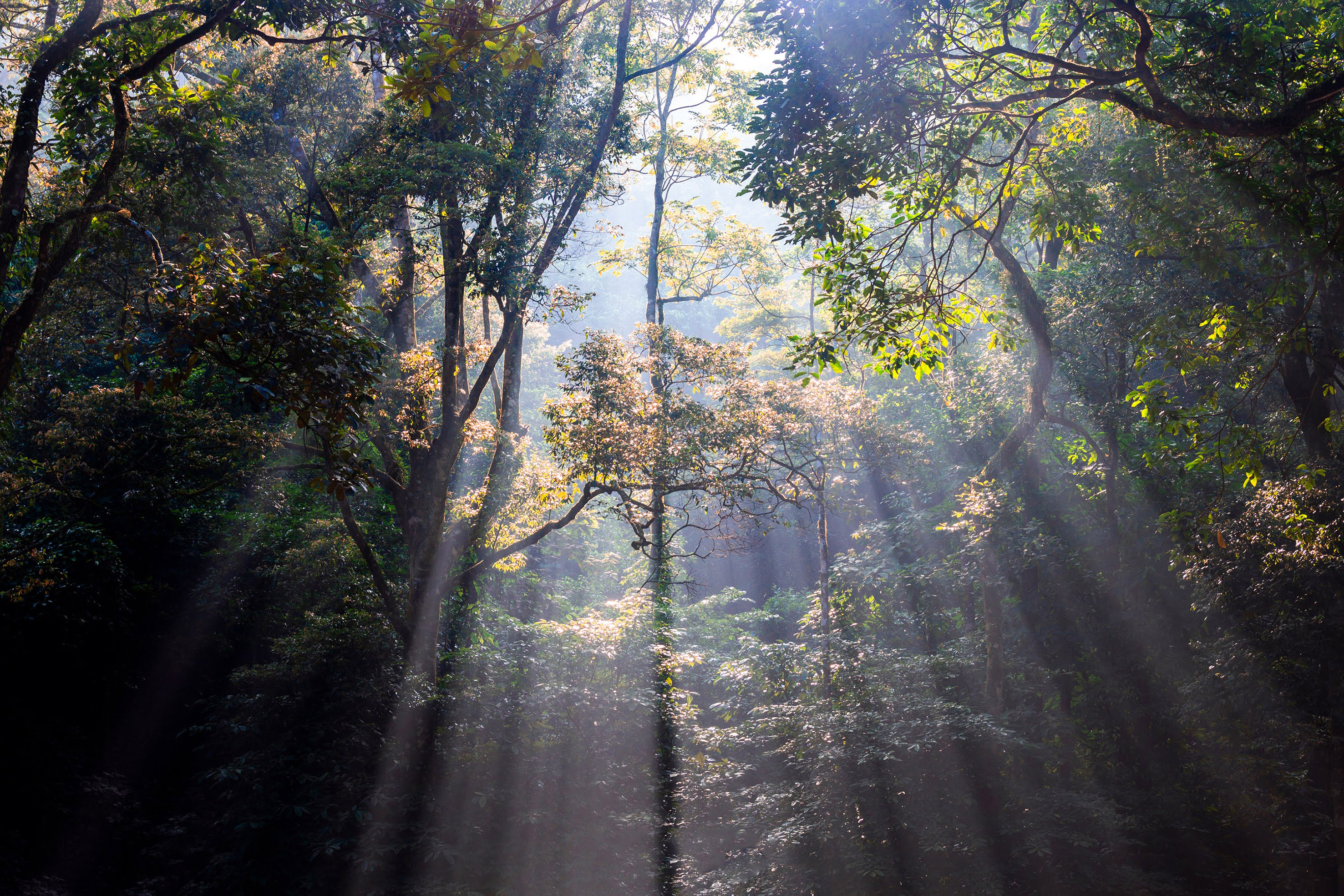 Bosque denso con rayos de sol filtrándose entre árboles altos y follaje verde.