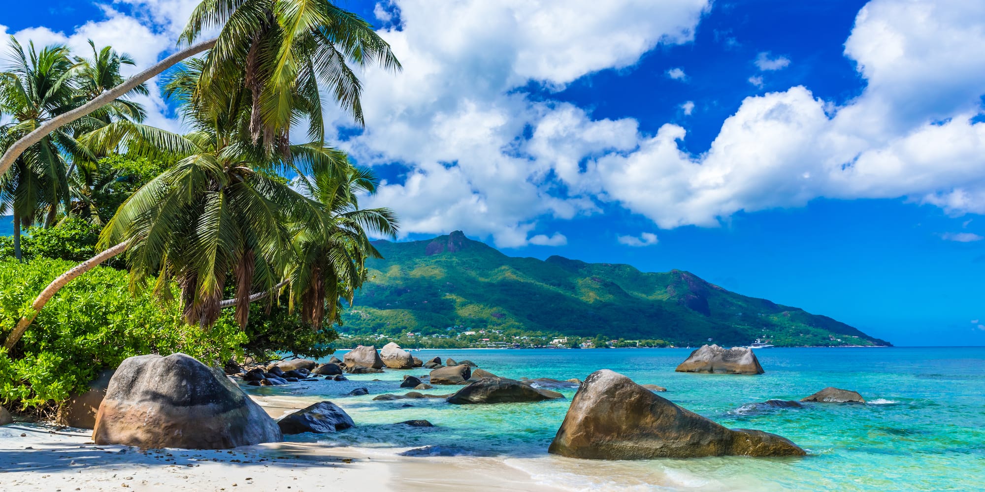 a beach with palm trees and rocks